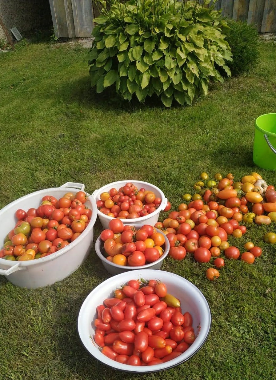 Tomatoes in apartment 3.0 - My, Hobby, Tomatoes, Vegetable garden on the windowsill, Vegetable garden in the city, Housewife, Boasting, Longpost, 