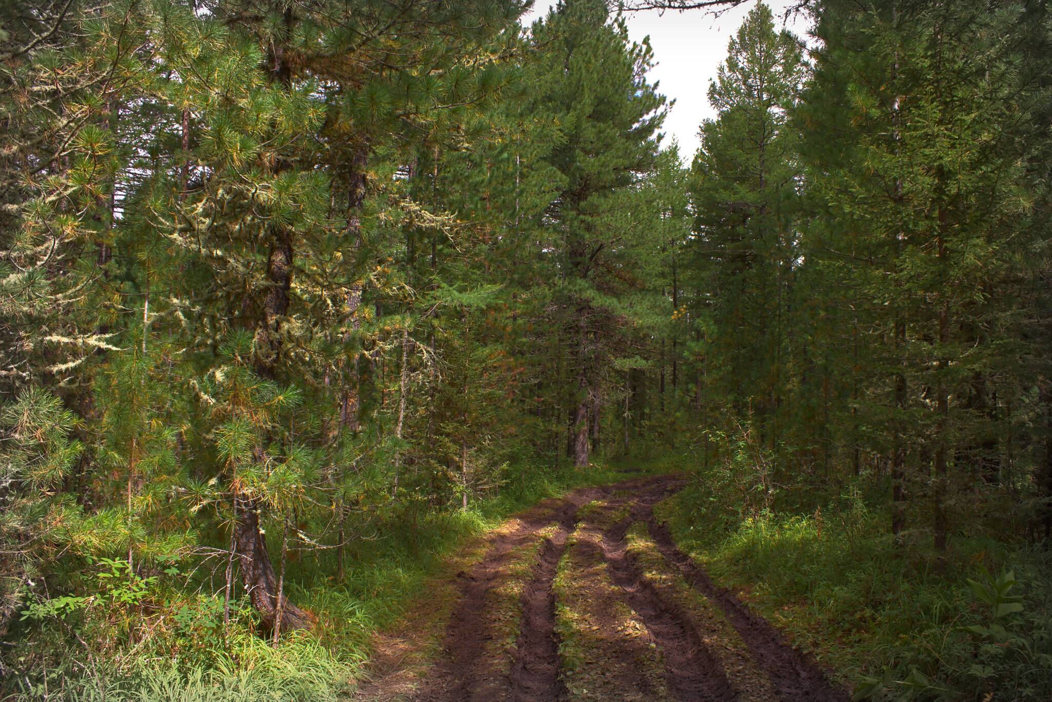 Soon! - My, Mushrooms, The photo, Forest, Summer, Silent hunt, beauty of nature, Longpost, 