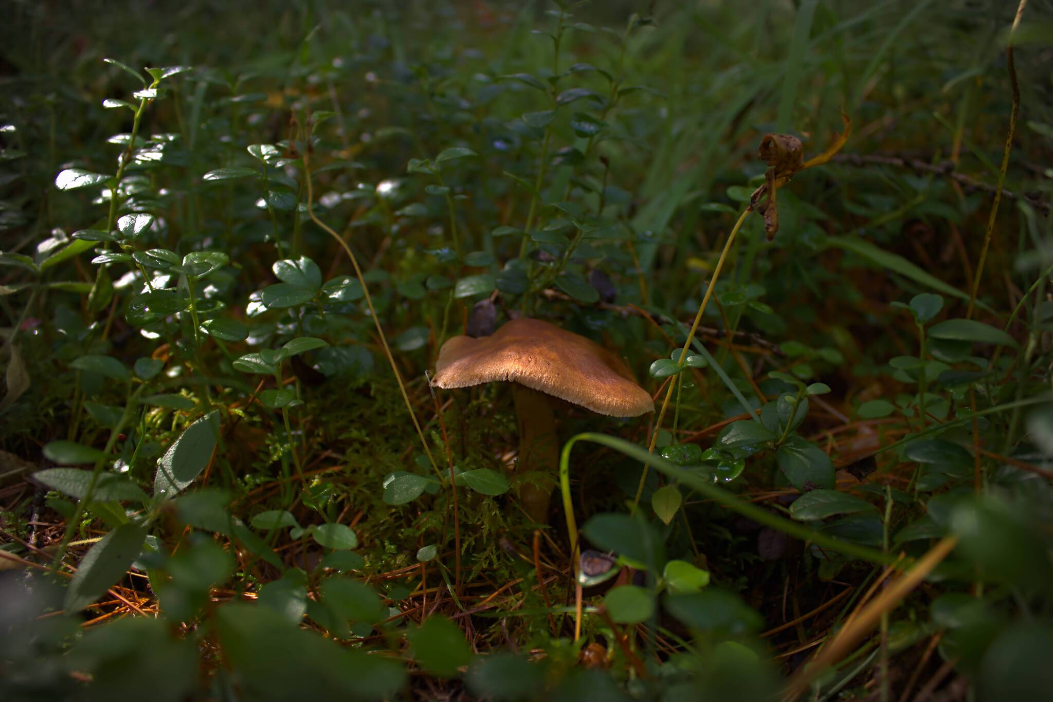 Soon! - My, Mushrooms, The photo, Forest, Summer, Silent hunt, beauty of nature, Longpost, 