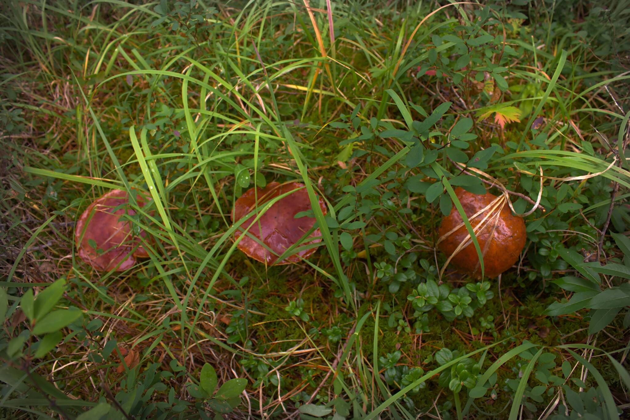 Soon! - My, Mushrooms, The photo, Forest, Summer, Silent hunt, beauty of nature, Longpost, 