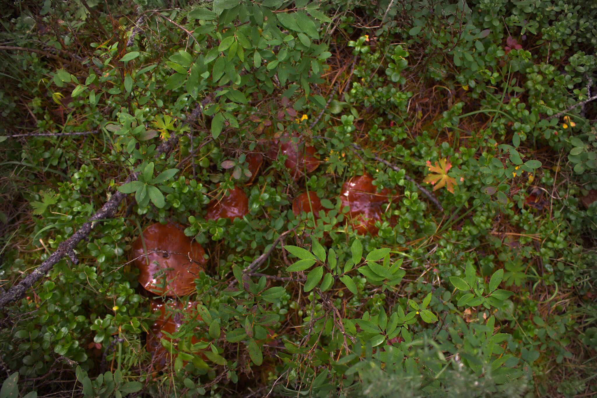 Soon! - My, Mushrooms, The photo, Forest, Summer, Silent hunt, beauty of nature, Longpost, 