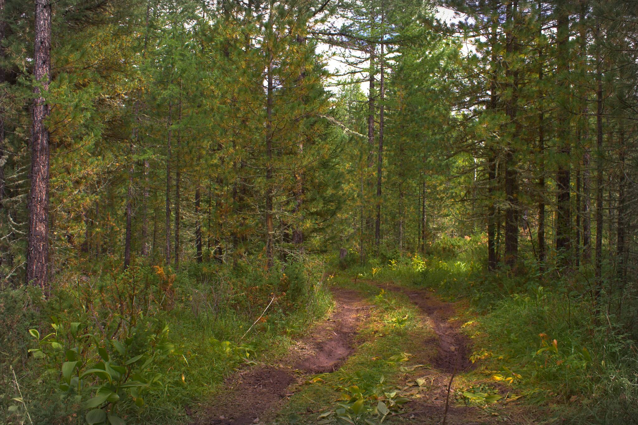 Soon! - My, Mushrooms, The photo, Forest, Summer, Silent hunt, beauty of nature, Longpost, 