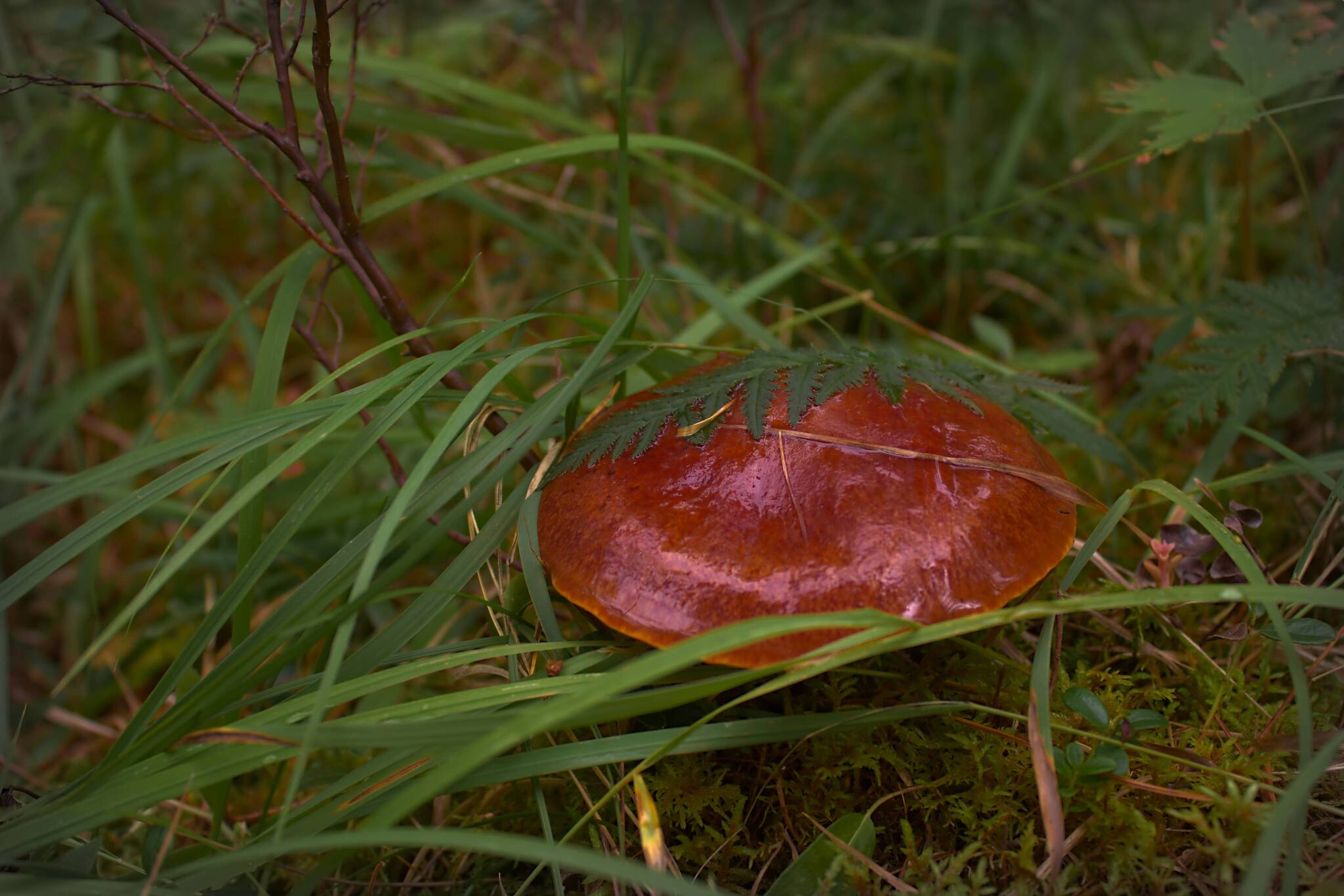 Soon! - My, Mushrooms, The photo, Forest, Summer, Silent hunt, beauty of nature, Longpost, 