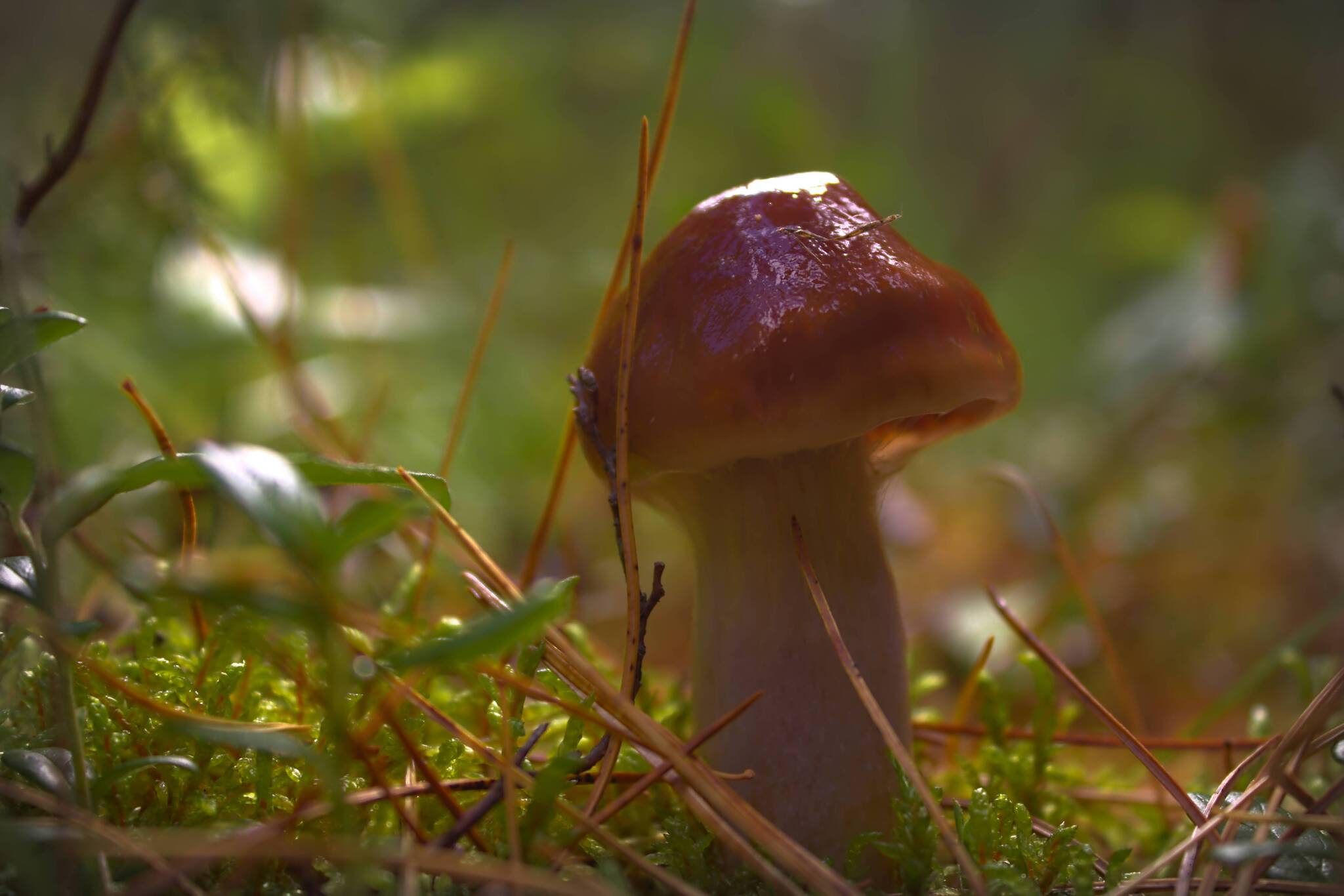 Soon! - My, Mushrooms, The photo, Forest, Summer, Silent hunt, beauty of nature, Longpost, 