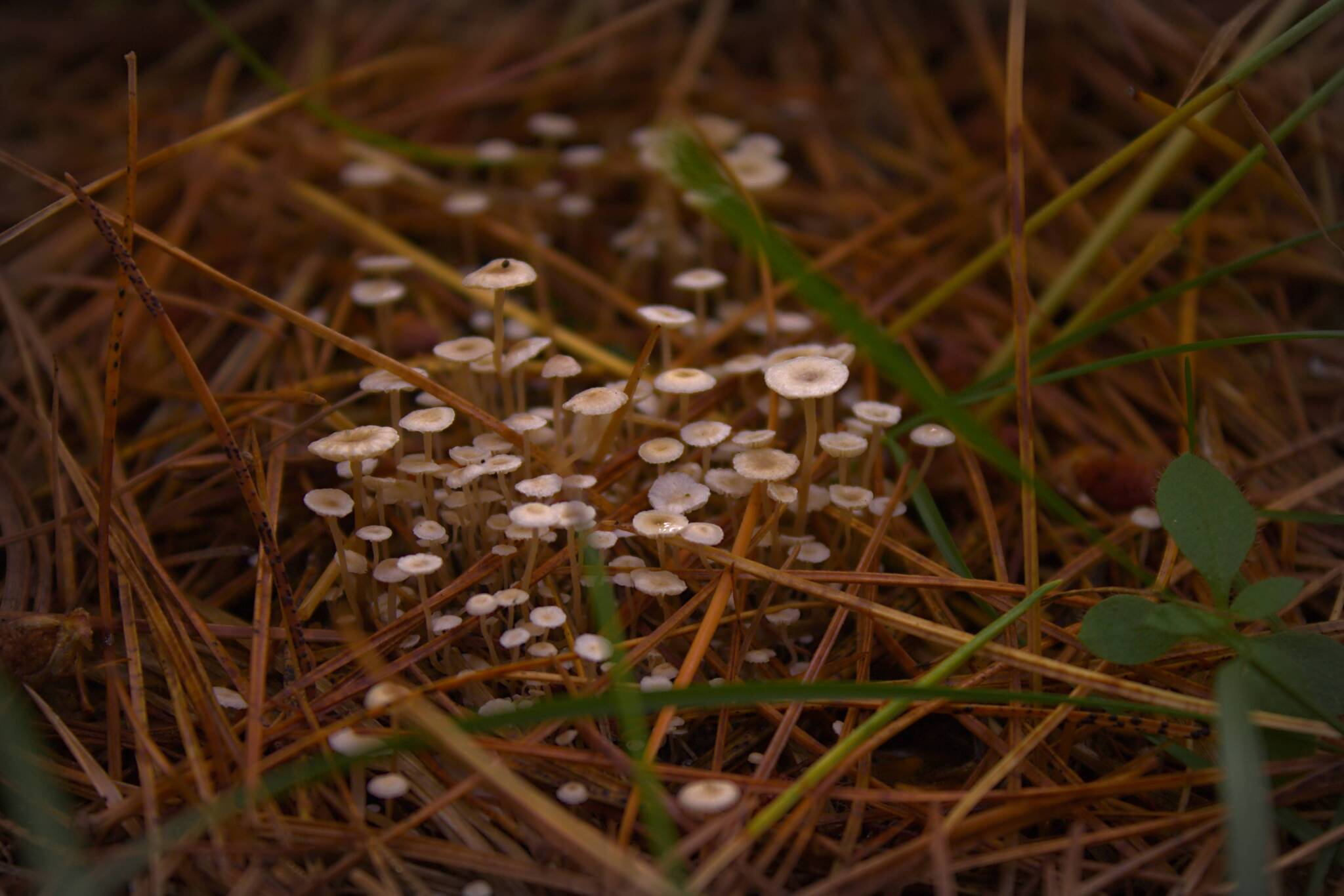 Soon! - My, Mushrooms, The photo, Forest, Summer, Silent hunt, beauty of nature, Longpost, 