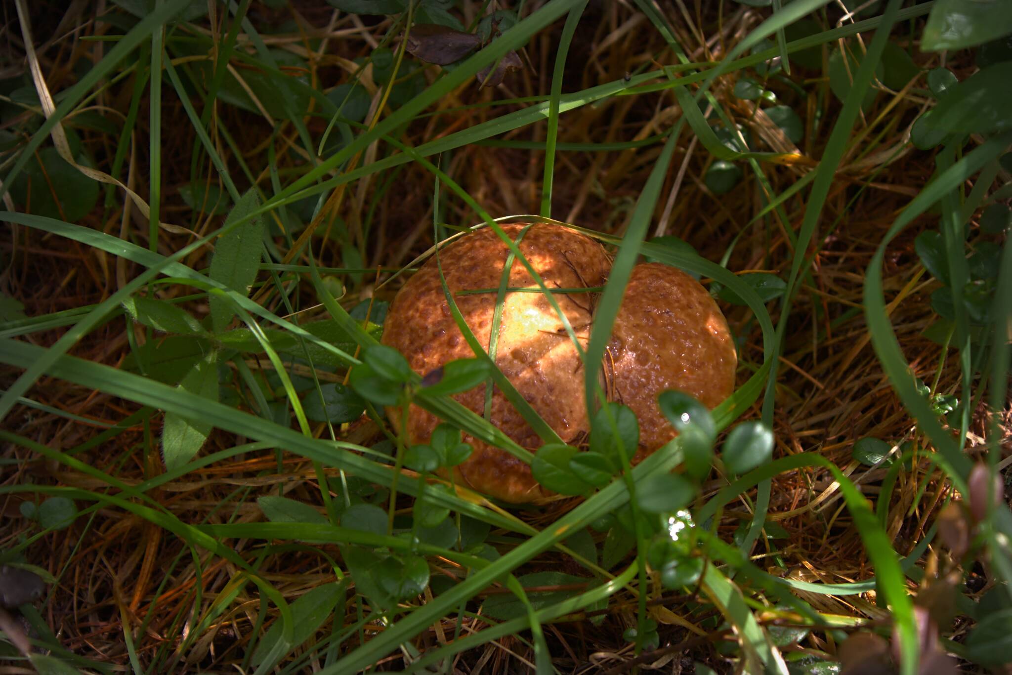 Soon! - My, Mushrooms, The photo, Forest, Summer, Silent hunt, beauty of nature, Longpost, 