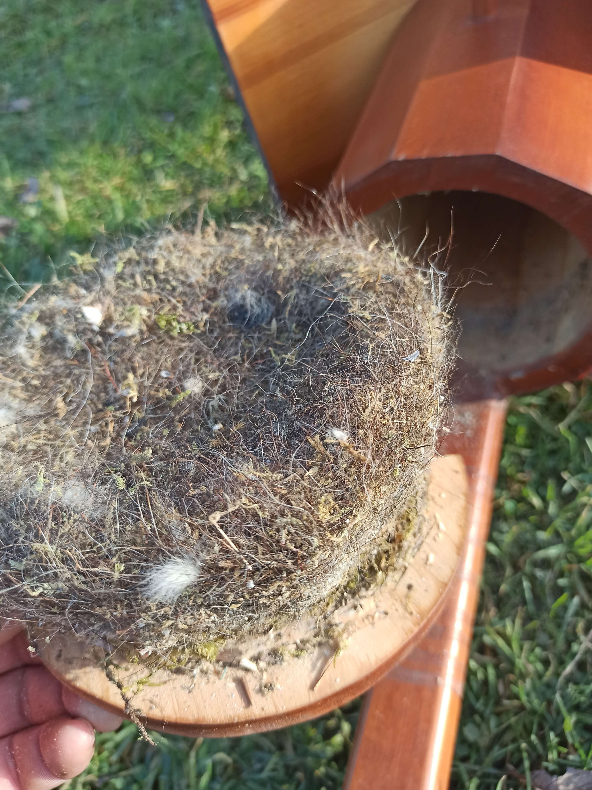 Sinichnik - My, Birds, beauty of nature, Predator birds, Nature, Spring, Ornithology, The nature of Russia, Tit, Big, Birdhouse, Hollow, Nest, The park, Presents, Do, With your own hands, Video, Vertical video, Longpost, 