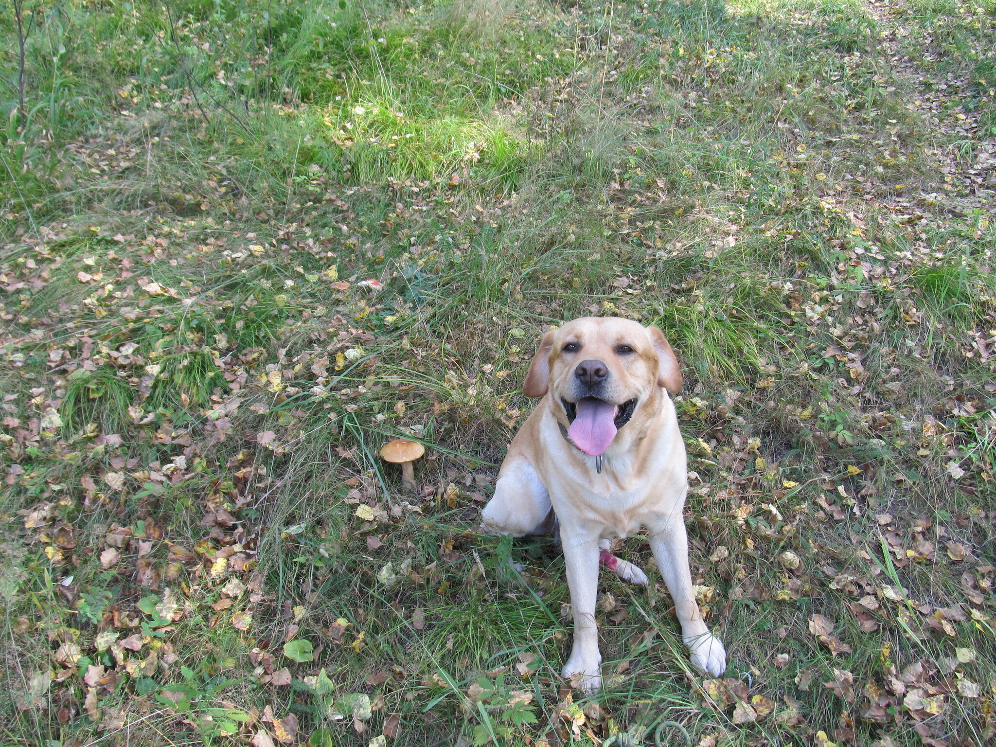 Eureka! - My, Dog, Labrador, Training, Mushrooms, Summer, 