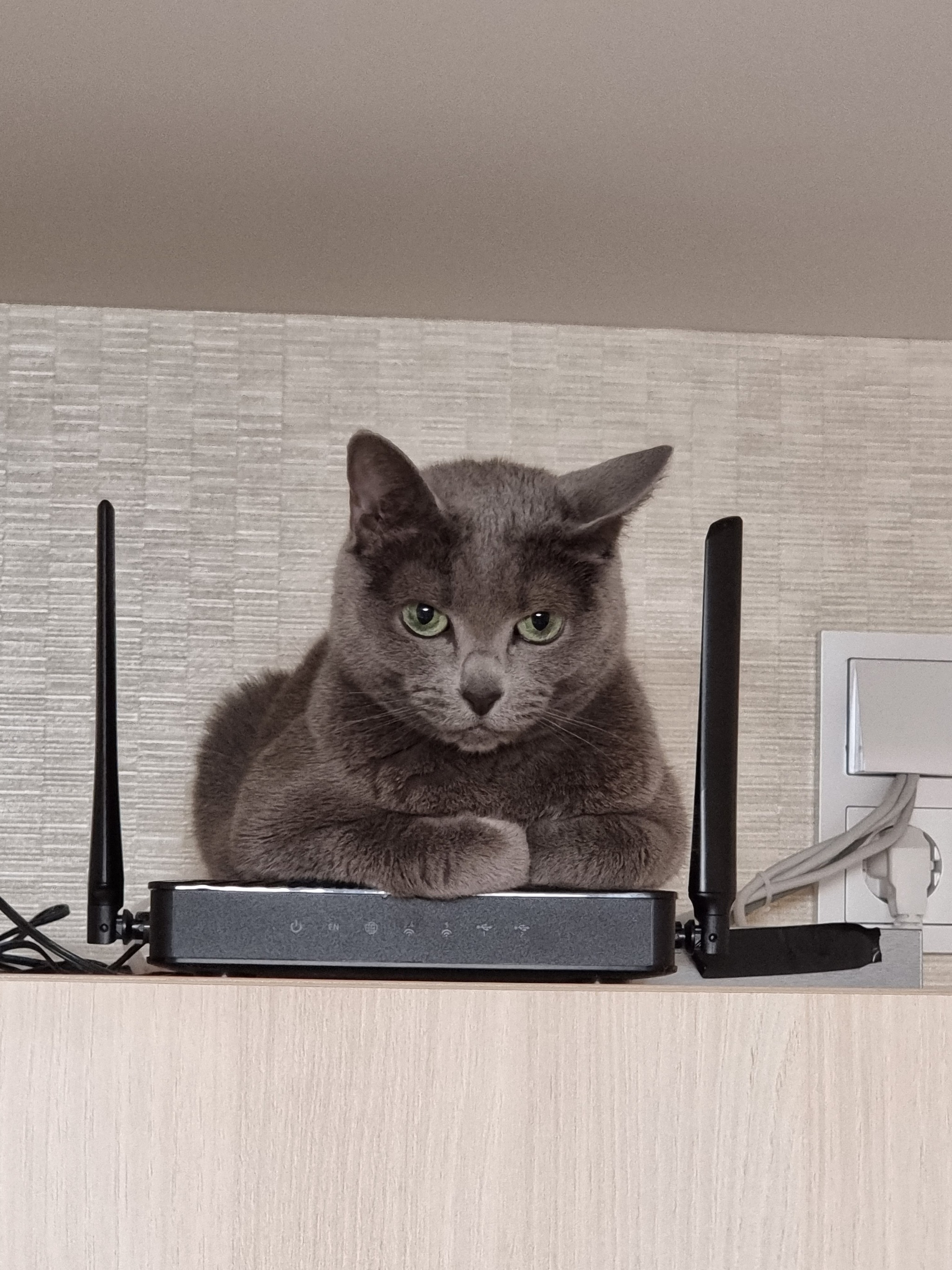 Wi-Fi distribution - My, cat, Russian blue, , Router