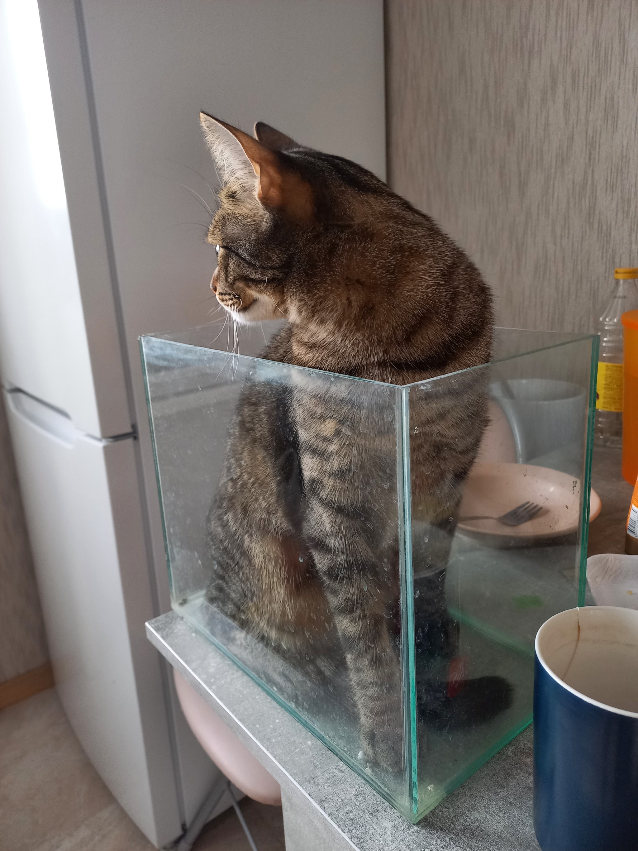 New fish - My, Aquarium, cat, Longpost, 