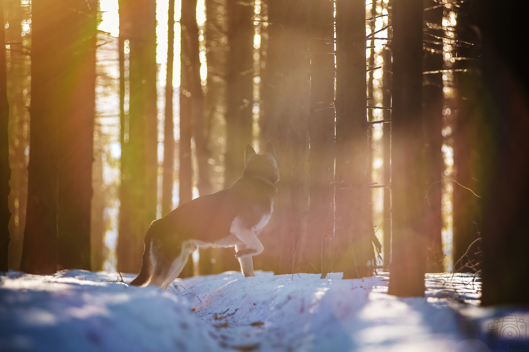 Typhoon on a walk )) - My, The photo, Dog, Pets, Forest, Volga river, East European Shepherd, Sheepdog, Snow, Walk, Longpost, 