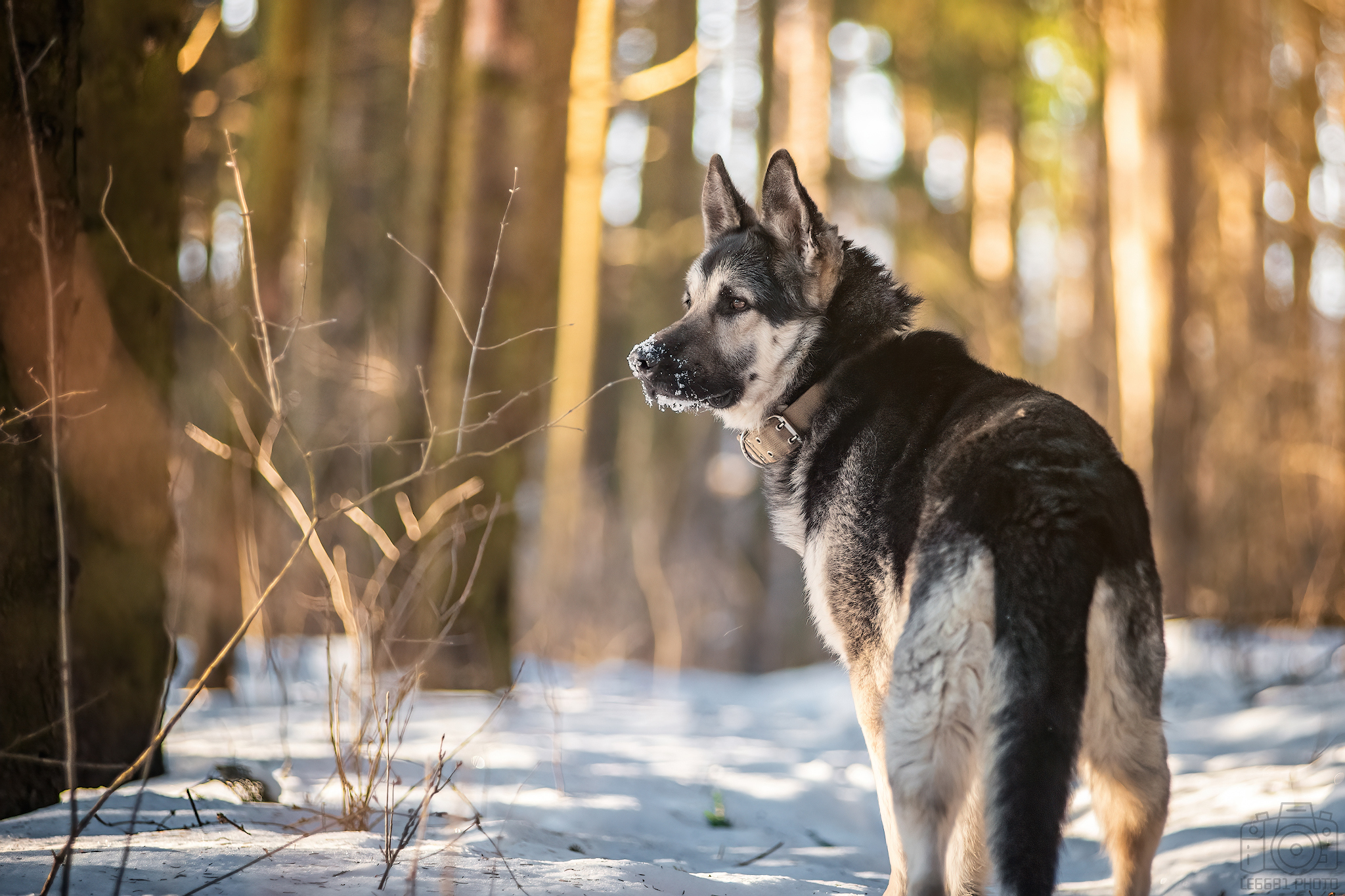 Typhoon on a walk )) - My, The photo, Dog, Pets, Forest, Volga river, East European Shepherd, Sheepdog, Snow, Walk, Longpost, 