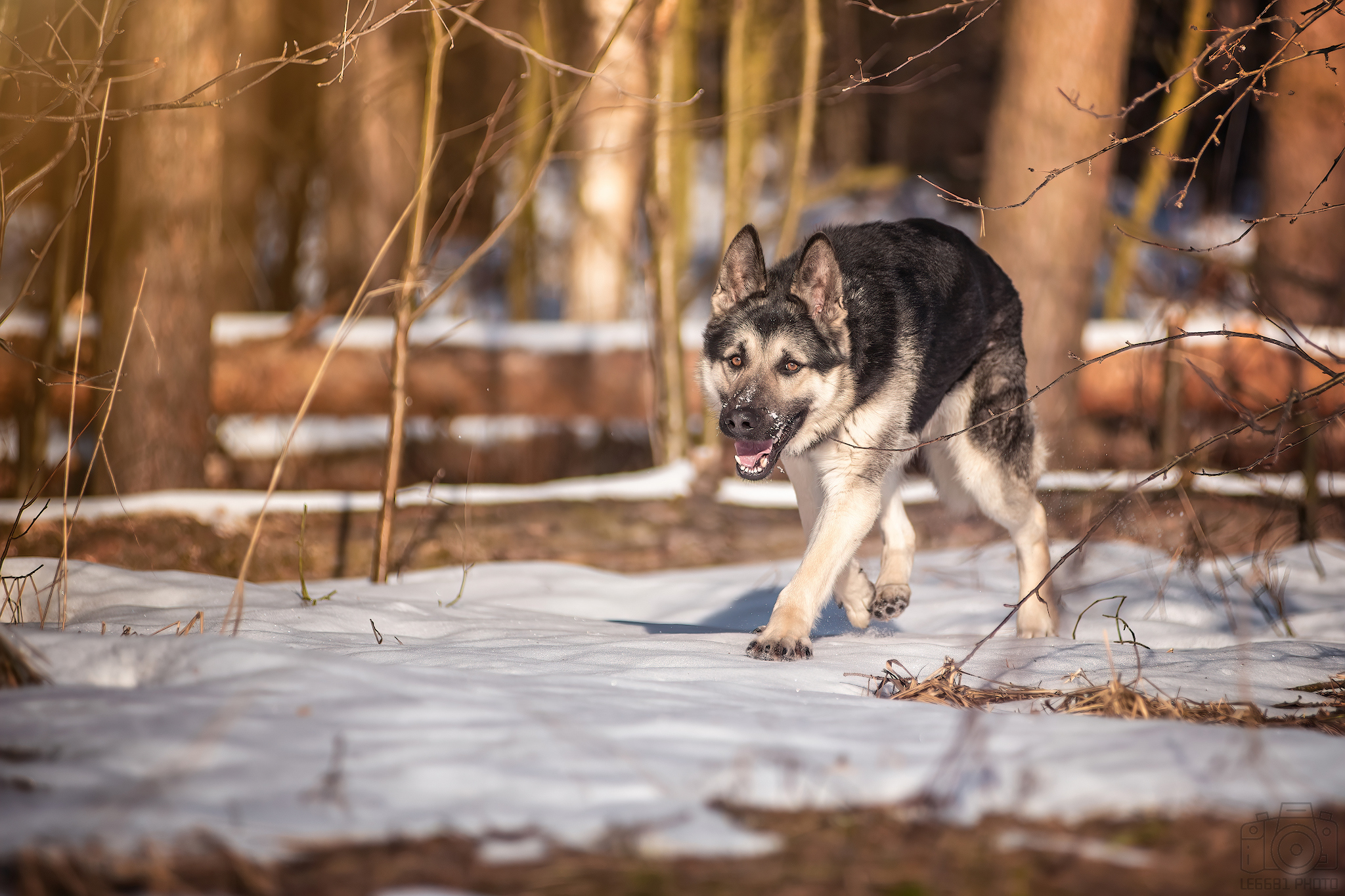 Typhoon on a walk )) - My, The photo, Dog, Pets, Forest, Volga river, East European Shepherd, Sheepdog, Snow, Walk, Longpost, 