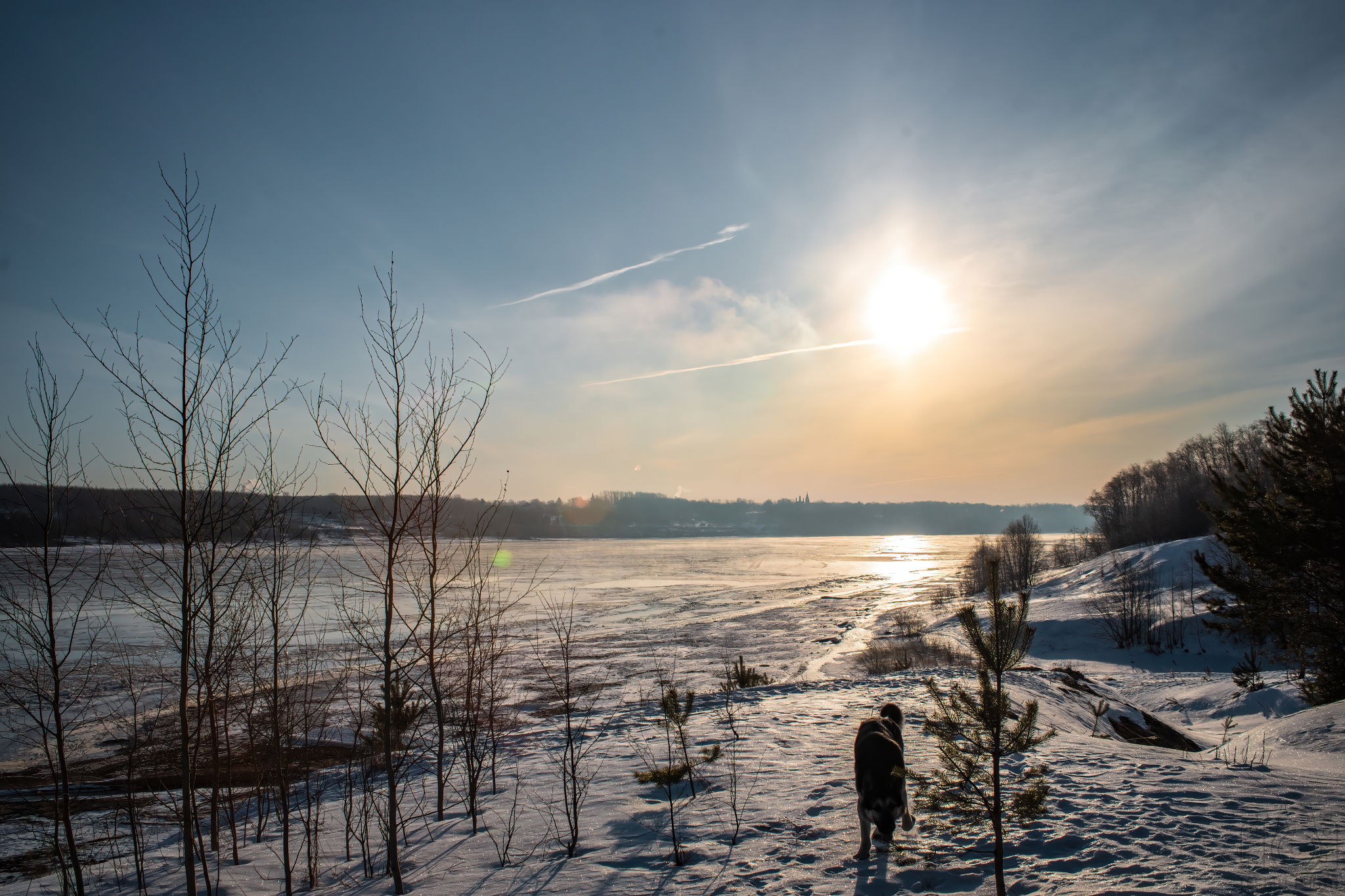 Typhoon on a walk )) - My, The photo, Dog, Pets, Forest, Volga river, East European Shepherd, Sheepdog, Snow, Walk, Longpost, 