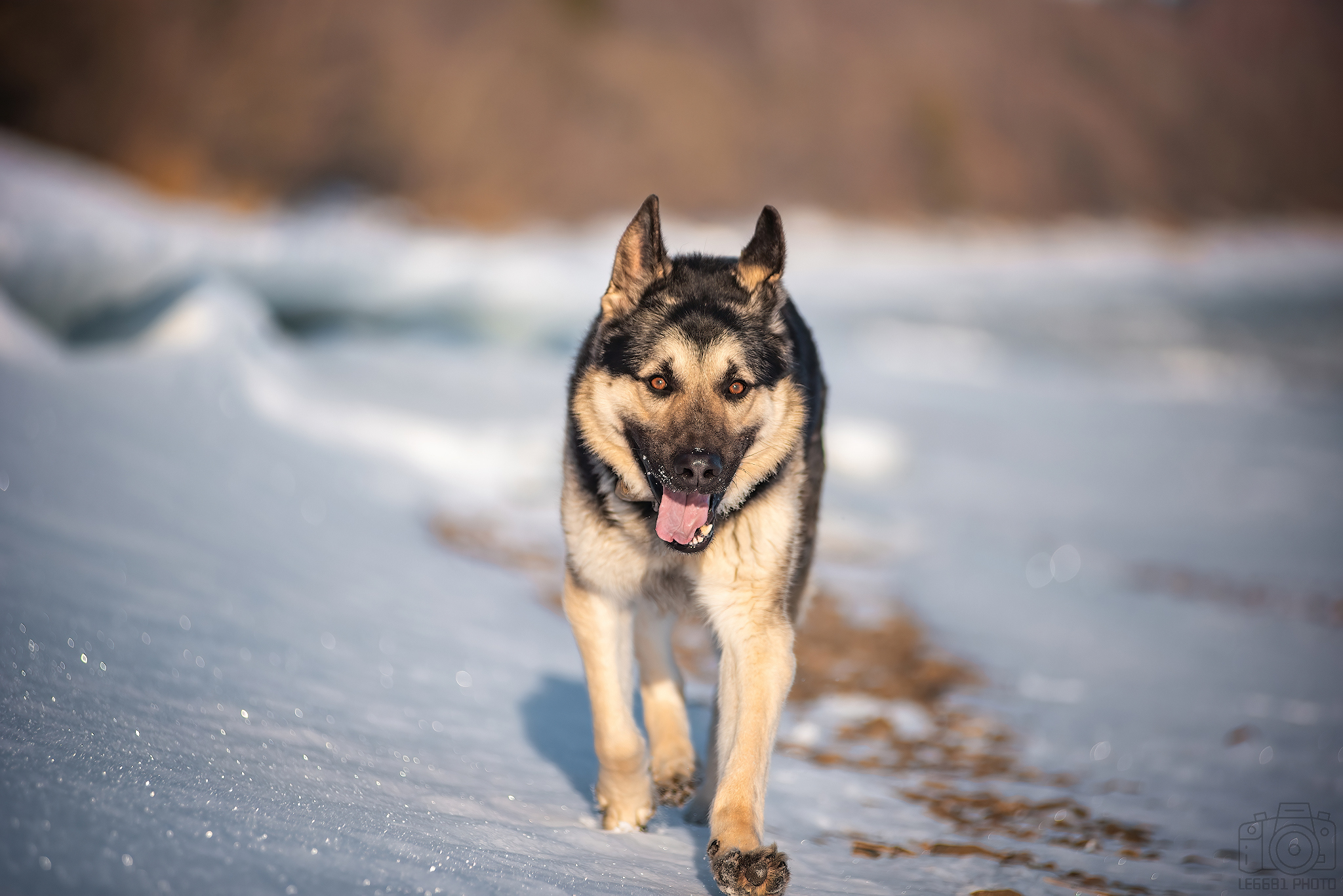 Typhoon on a walk )) - My, The photo, Dog, Pets, Forest, Volga river, East European Shepherd, Sheepdog, Snow, Walk, Longpost, 