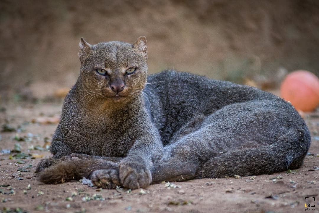 Jaguarundi - Jaguarundi, Small cats, Cat family, Predatory animals, Wild animals, Zoo, The photo, Longpost, 