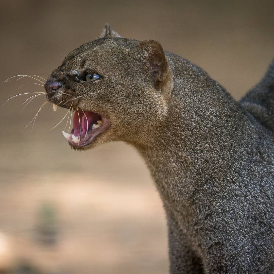 Jaguarundi - Jaguarundi, Small cats, Cat family, Predatory animals, Wild animals, Zoo, The photo, Longpost, 