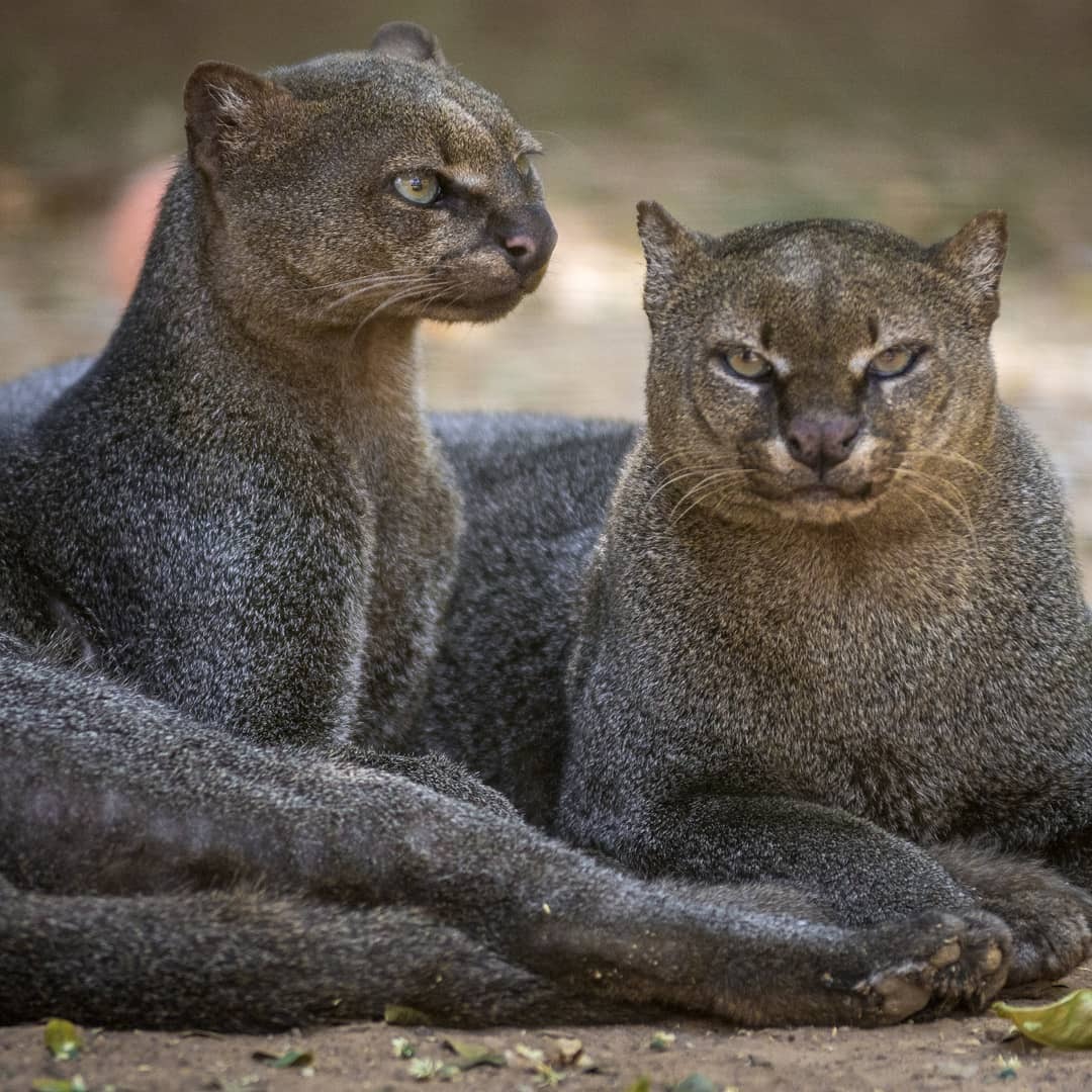 Jaguarundi - Jaguarundi, Small cats, Cat family, Predatory animals, Wild animals, Zoo, The photo, Longpost, 