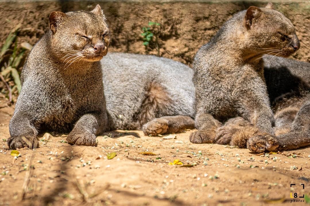 Jaguarundi - Jaguarundi, Small cats, Cat family, Predatory animals, Wild animals, Zoo, The photo, Longpost, 