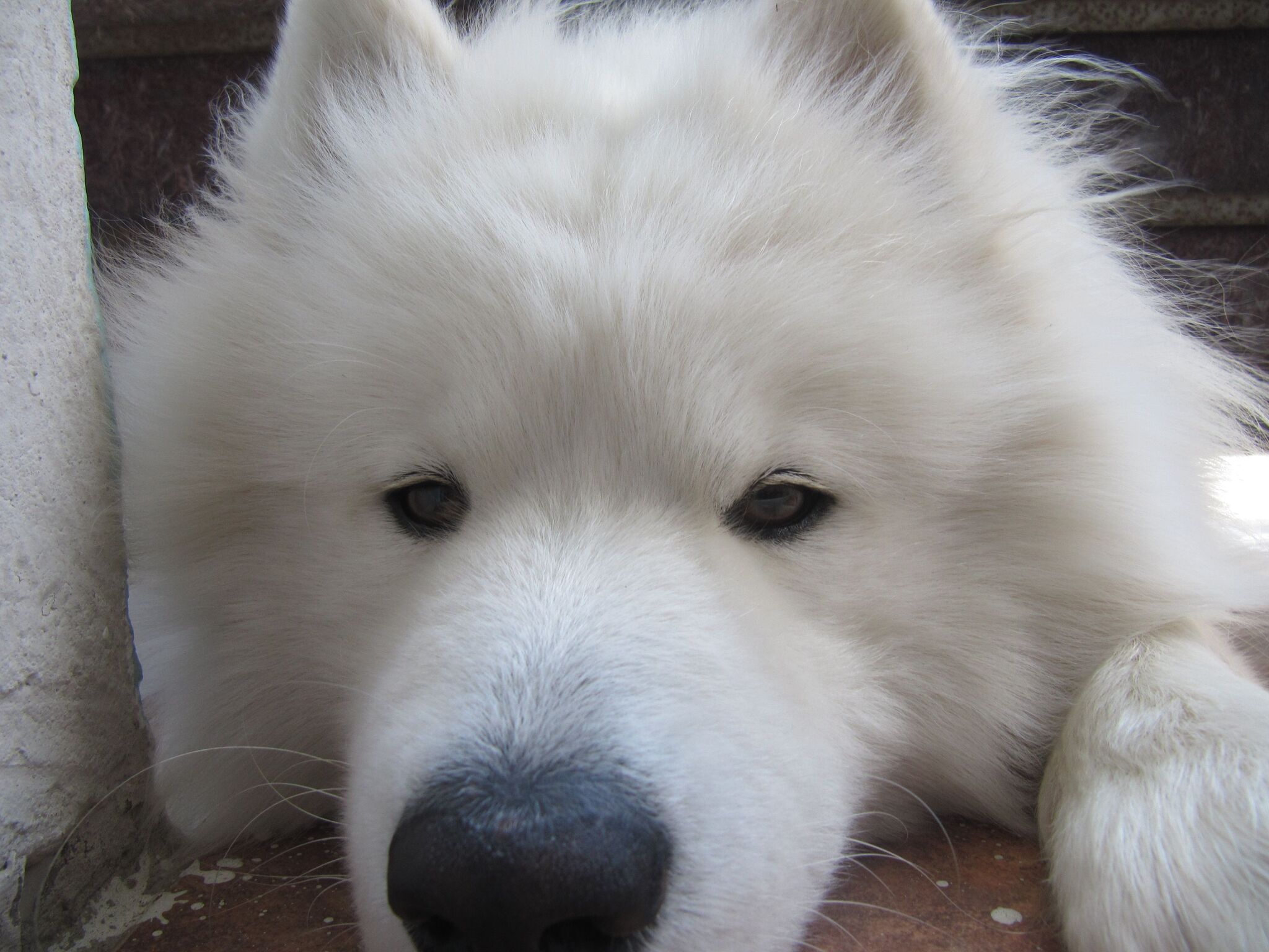 Your back is white. Yes I know - My, Samoyed, Dog, Dog North, The photo, Volzhsky, April 1, 