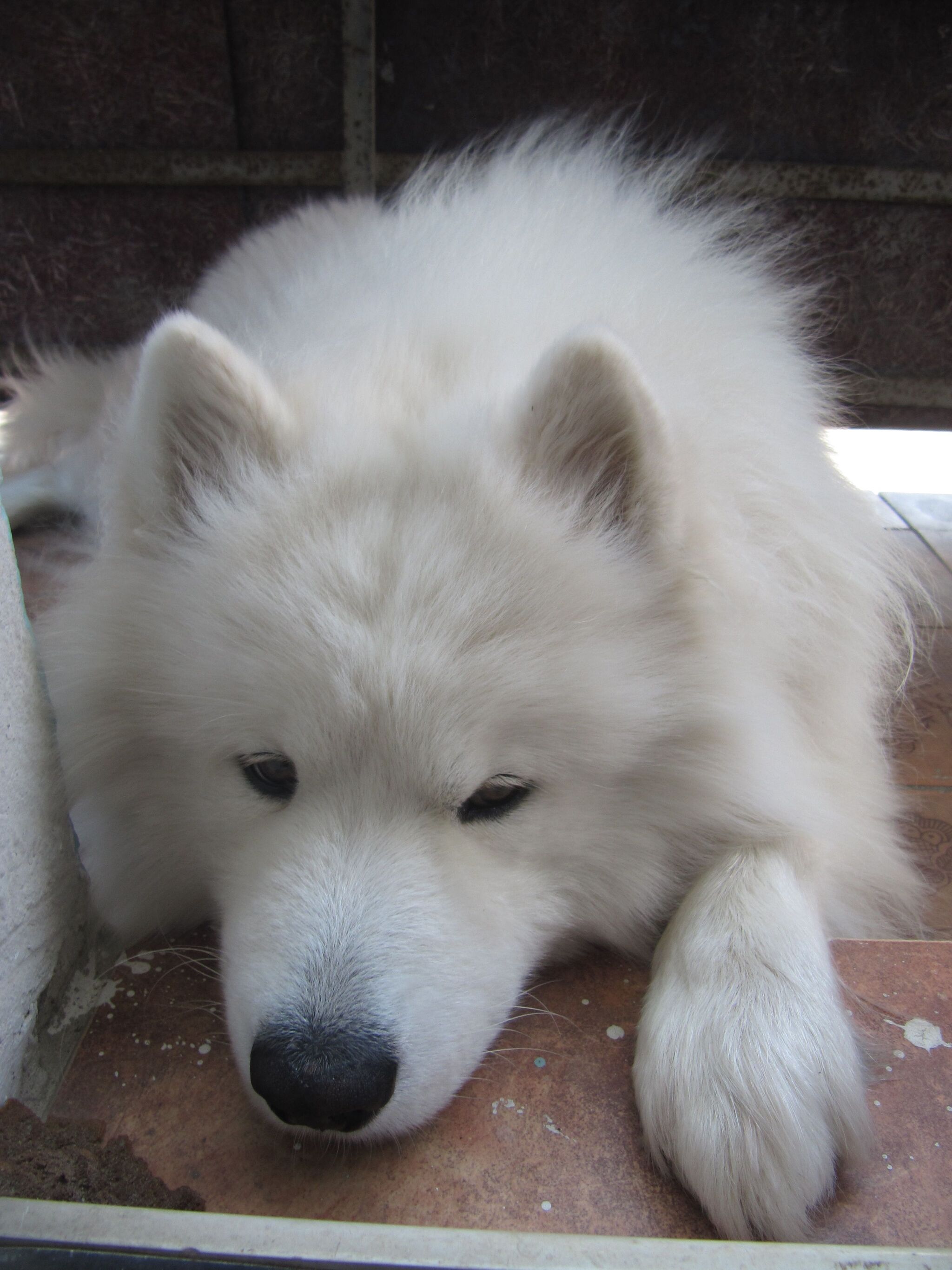 Your back is white. Yes I know - My, Samoyed, Dog, Dog North, The photo, Volzhsky, April 1, 