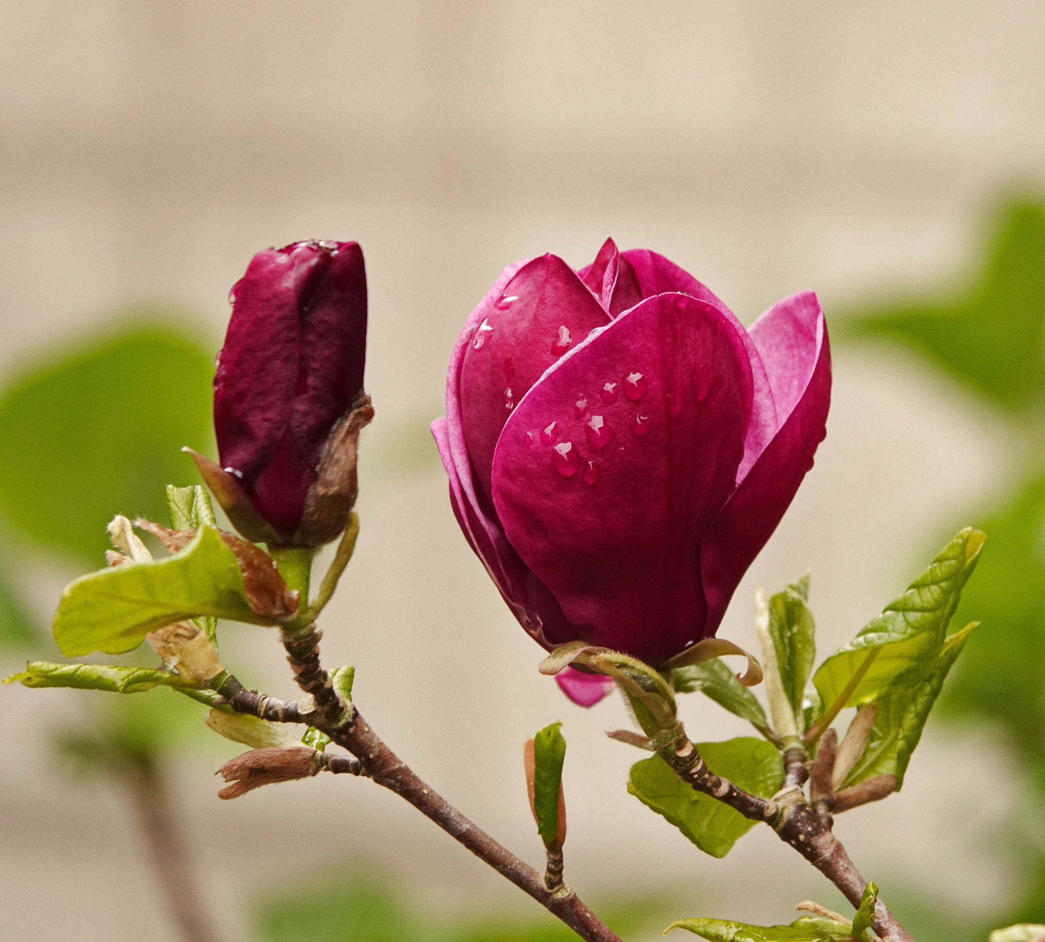 Magnolia - My, Nature, Netherlands (Holland), The photo, Flowers, 