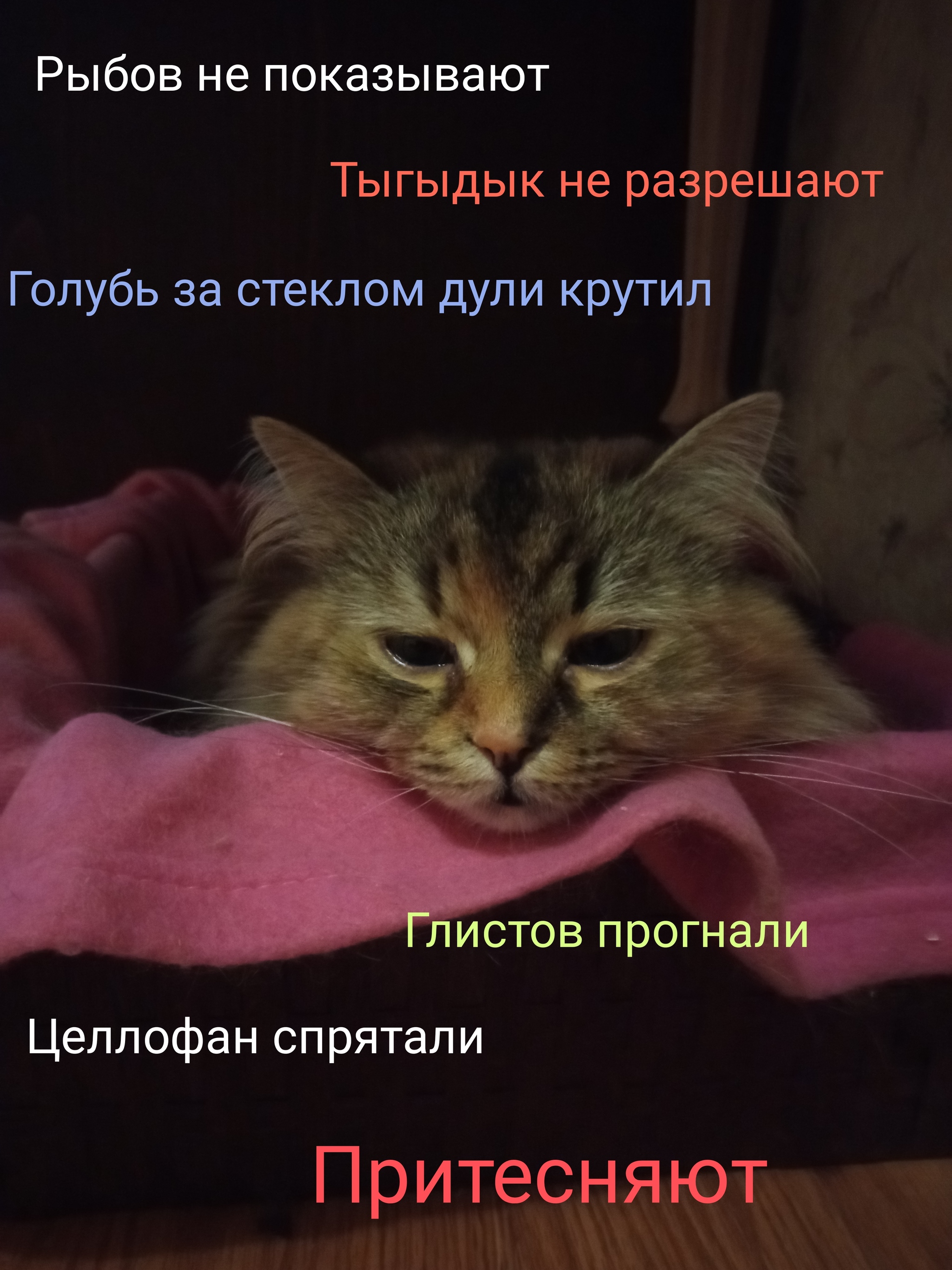 How to live? - My, cat, Thoughts, Pets, Humor, Picture with text, 