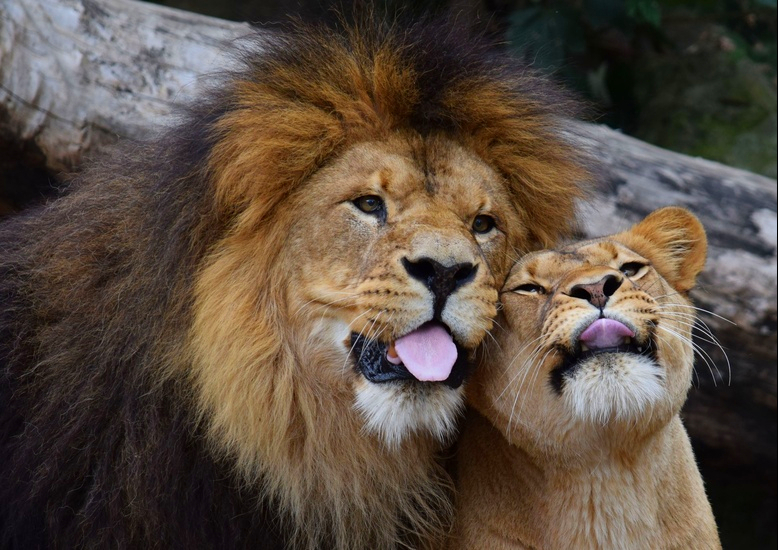 Embarrassment - My, Holidays, Poems, April 1, a lion, Big cats, Lioness, Family, Embarrassment, Situation, Spicy, A life, Emotions, Men and women, Humor, Longpost, 