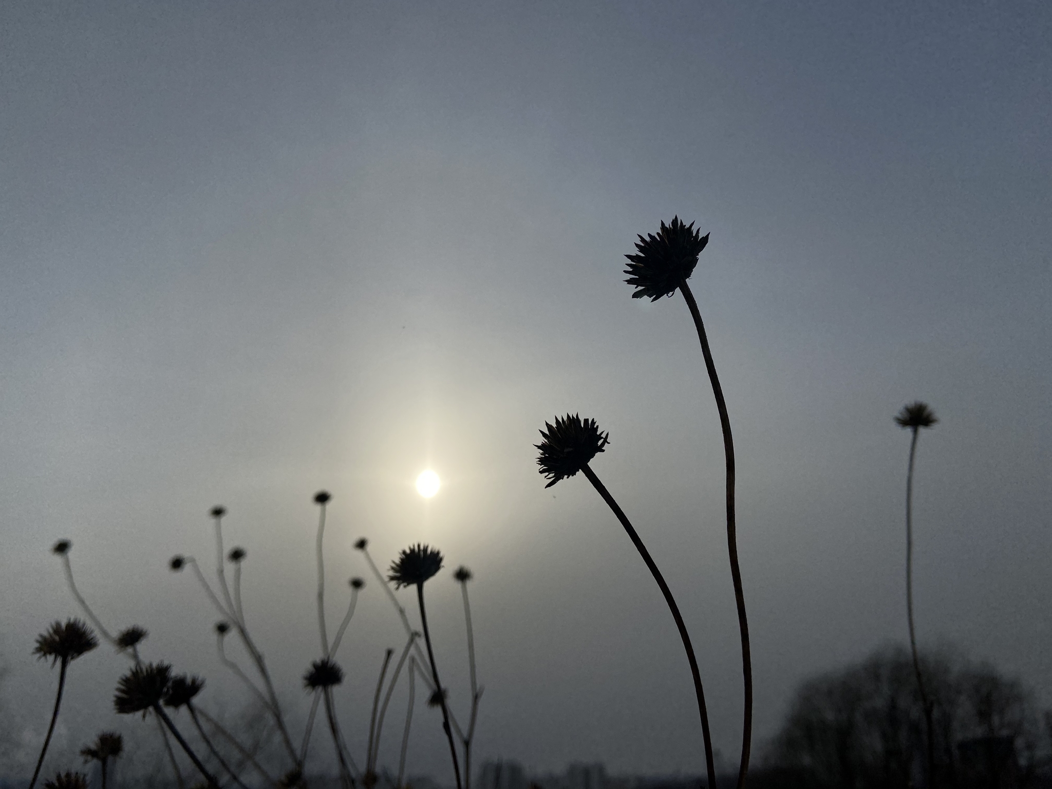 Winter dried flowers - My, The photo, Nature, Moscow, The nature of Russia, Winter, Dried flowers, Flowers, Plants, Mobile photography, 