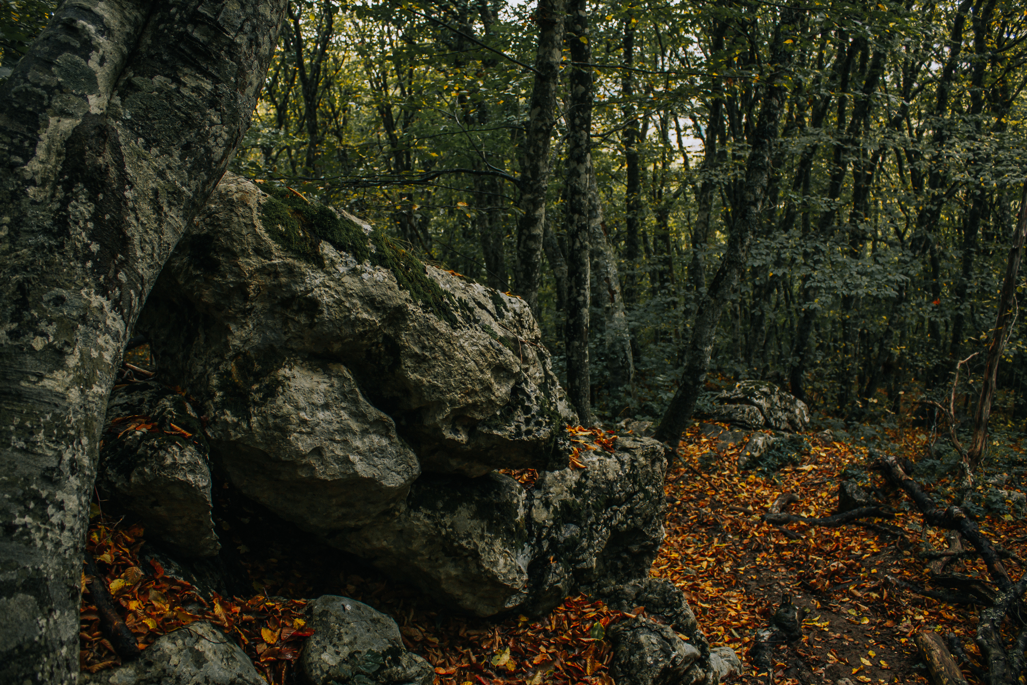 Богатый лес Крым