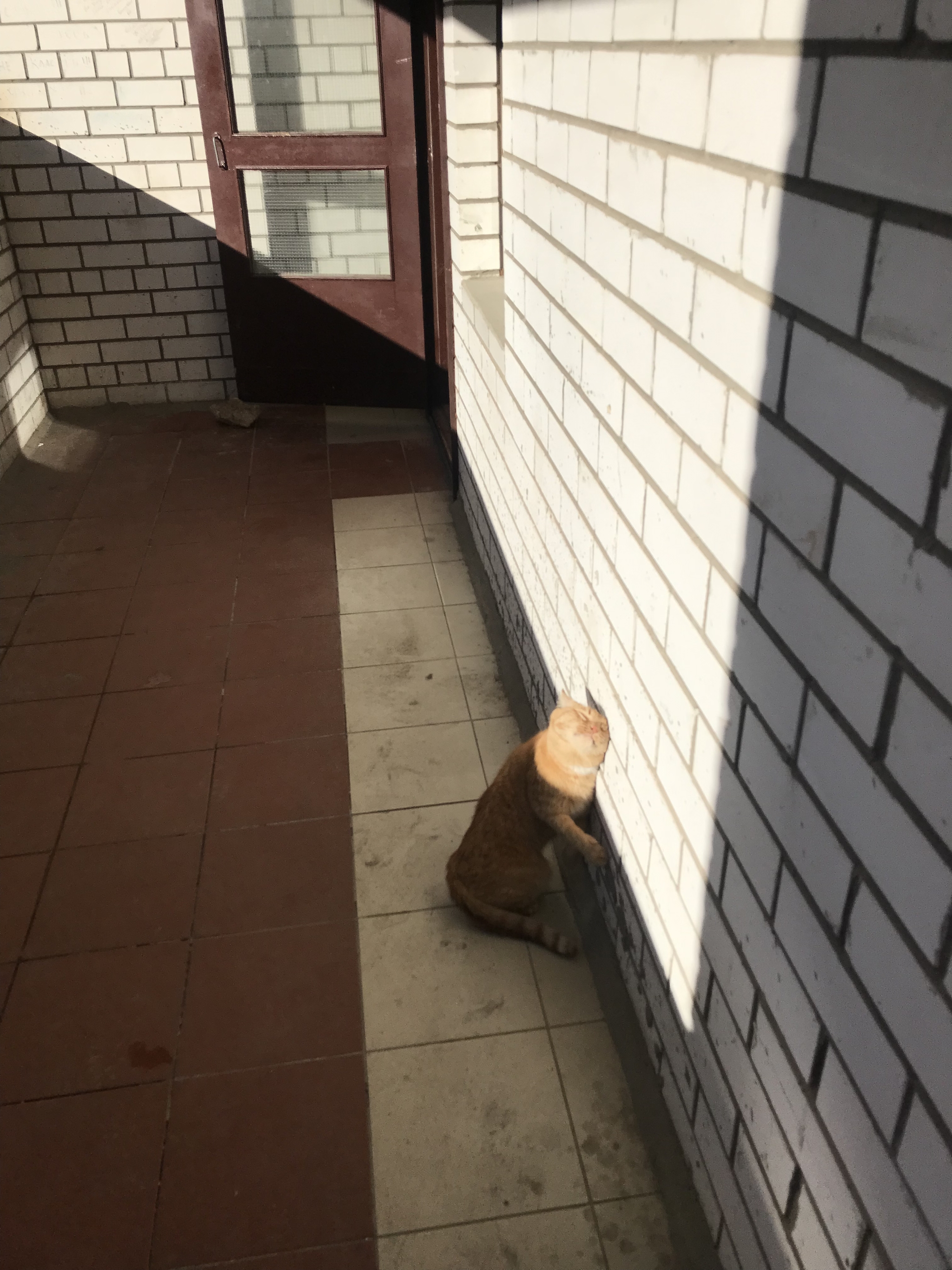 Sun to all - My, Simon, Spring, cat, The sun, Balcony, Video, Vertical video, Longpost, 