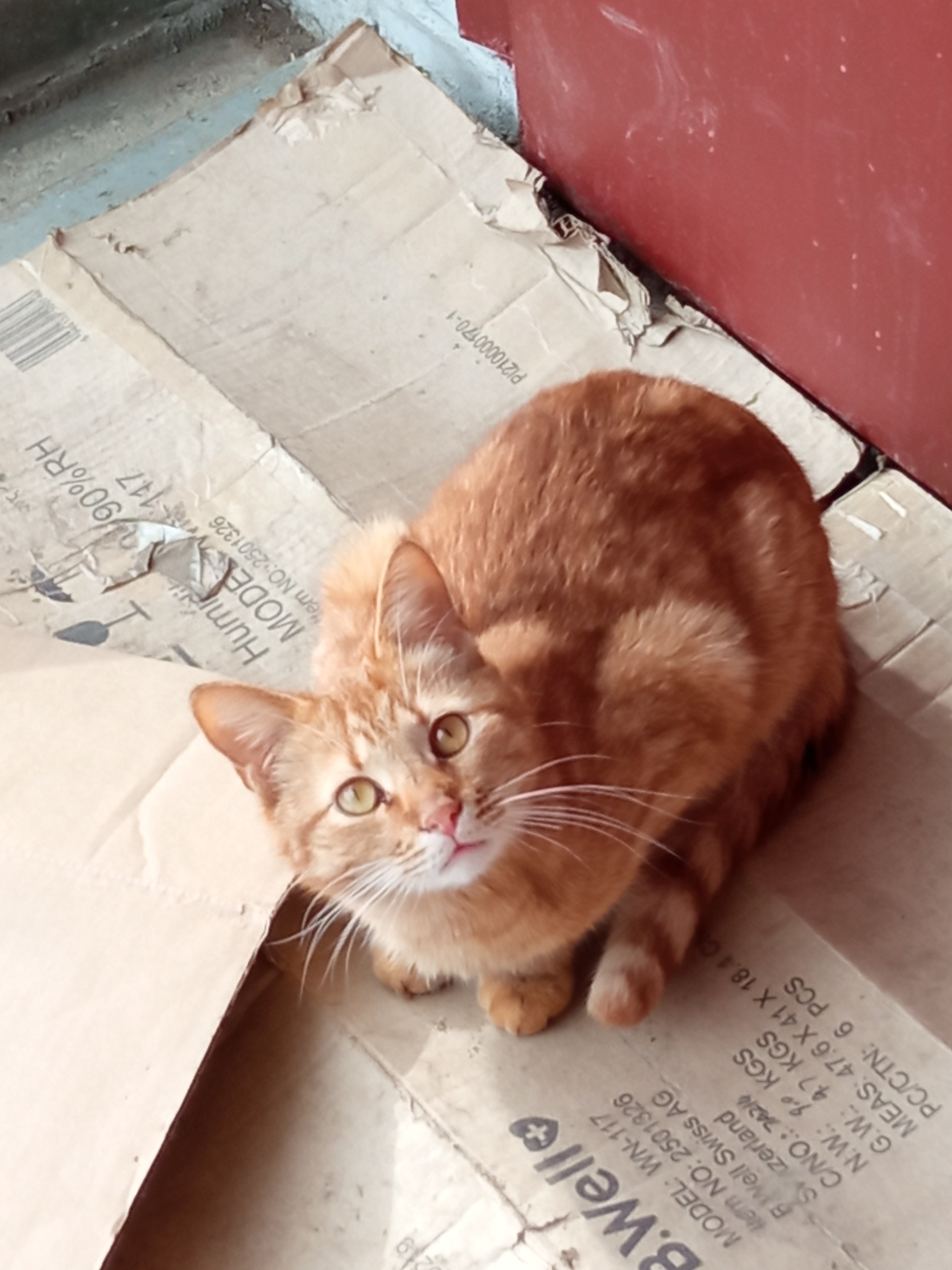 A red kitten and a gray baby were thrown to the entrance (most likely from a domestic cat). We really need houses. St. Petersburg and Leningrad Region - My, cat, In good hands, Leningrad region, Pets, No rating, Saint Petersburg, Youtube, Video, Vertical video, Longpost, 