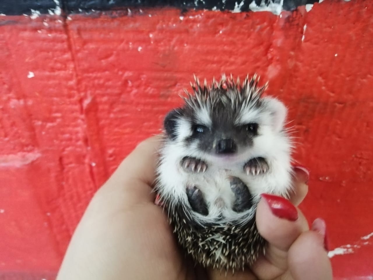 cute minute - My, Hedgehog, Milota, Paws, 