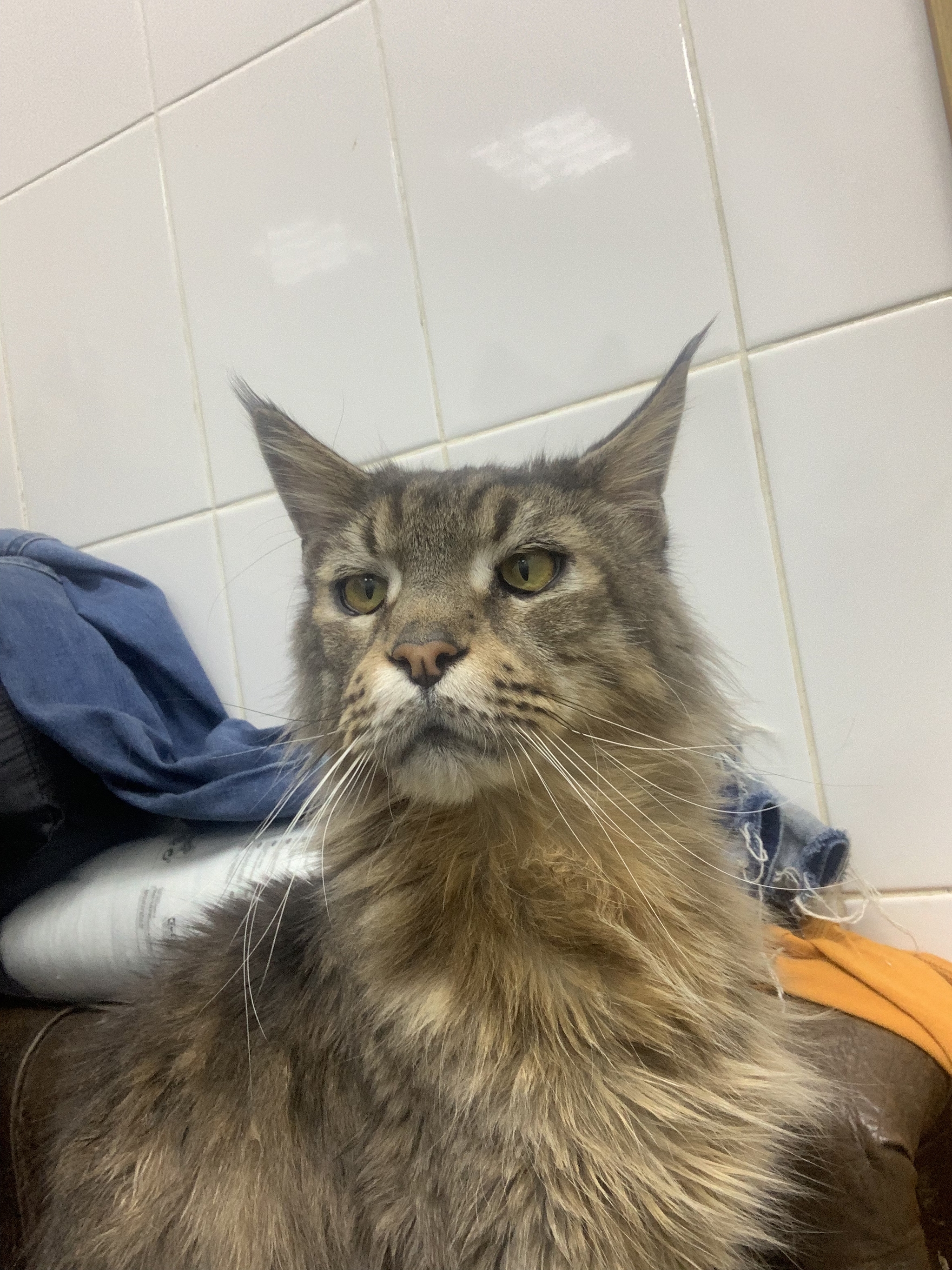 Big Slap (almost) - My, cat, Maine Coon, Helping animals, Homeless animals, No rating, Longpost, Tula region, In good hands, 