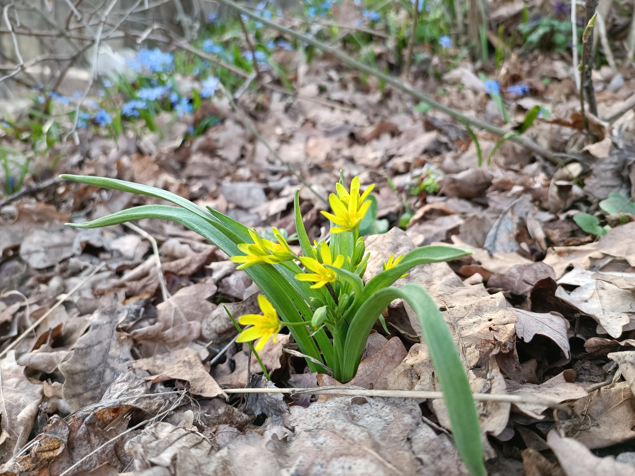 Spring! - My, Spring, Flowers, Primroses, Blopoten, Plants, Milota, 