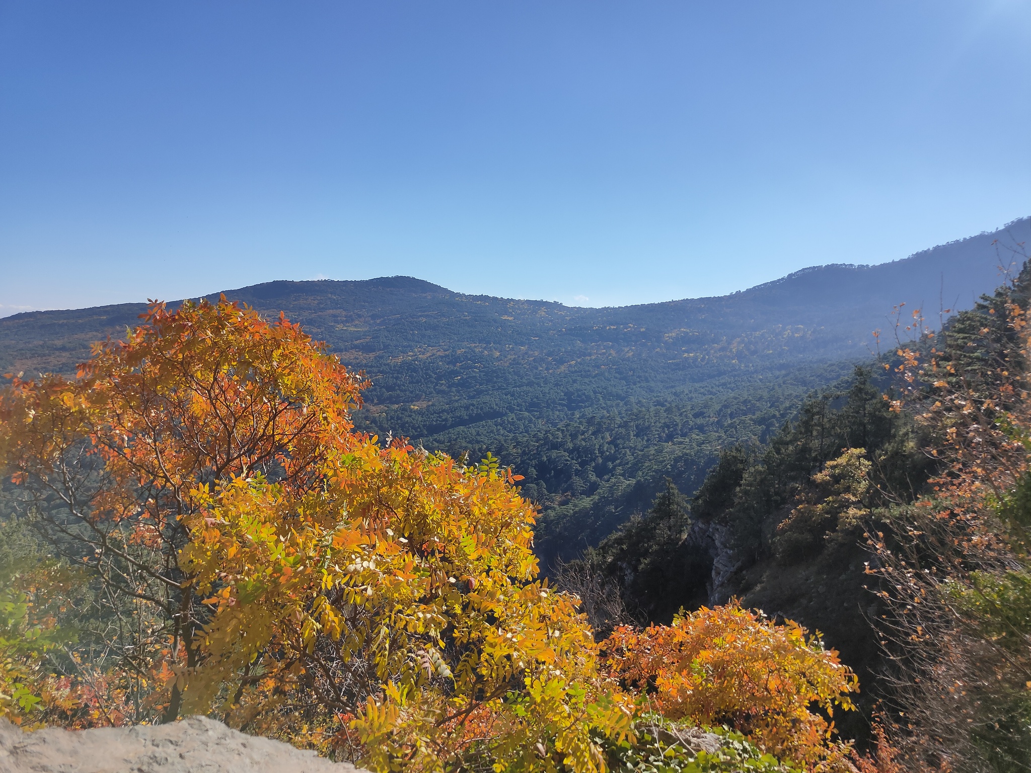 Crimea. Yalta. Shtangeevskaya and Botkinskaya trails - My, Crimea, wildlife, Walk in the woods, Forest, Travels, Tracking, Autumn, Longpost, Botkin Trail, 