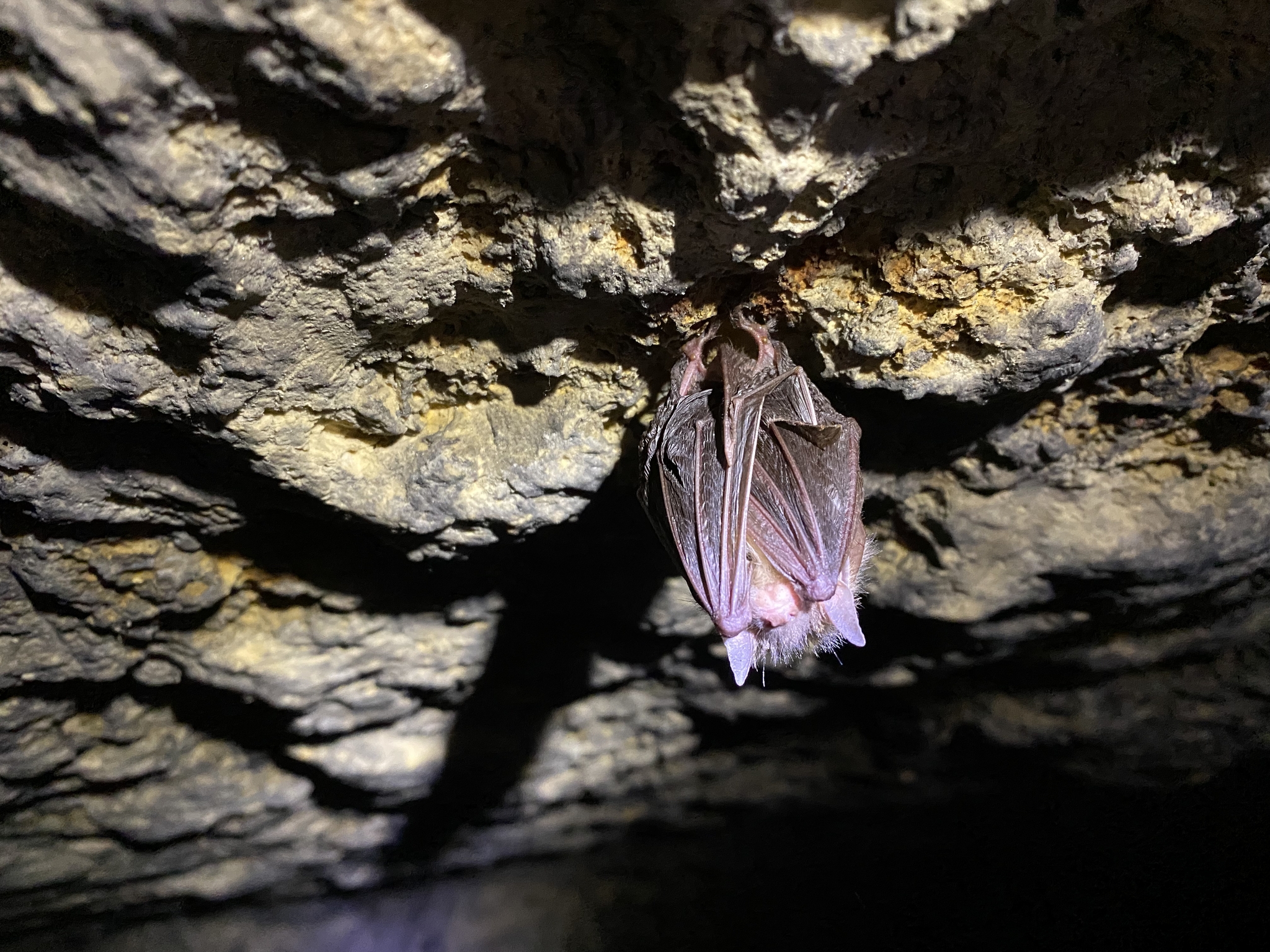 A little underground. Quarries in the vicinity of Podolsk - Silikaty - My, Caves, Quarry, Longpost, 