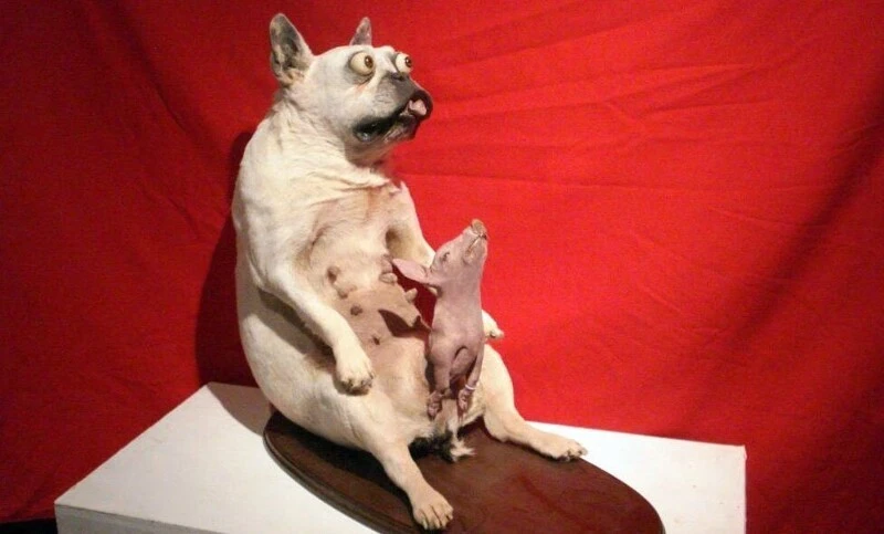 When taxidermists get bored, others get creepy. - Taxidermy, Scarecrow, Animals, Longpost, 