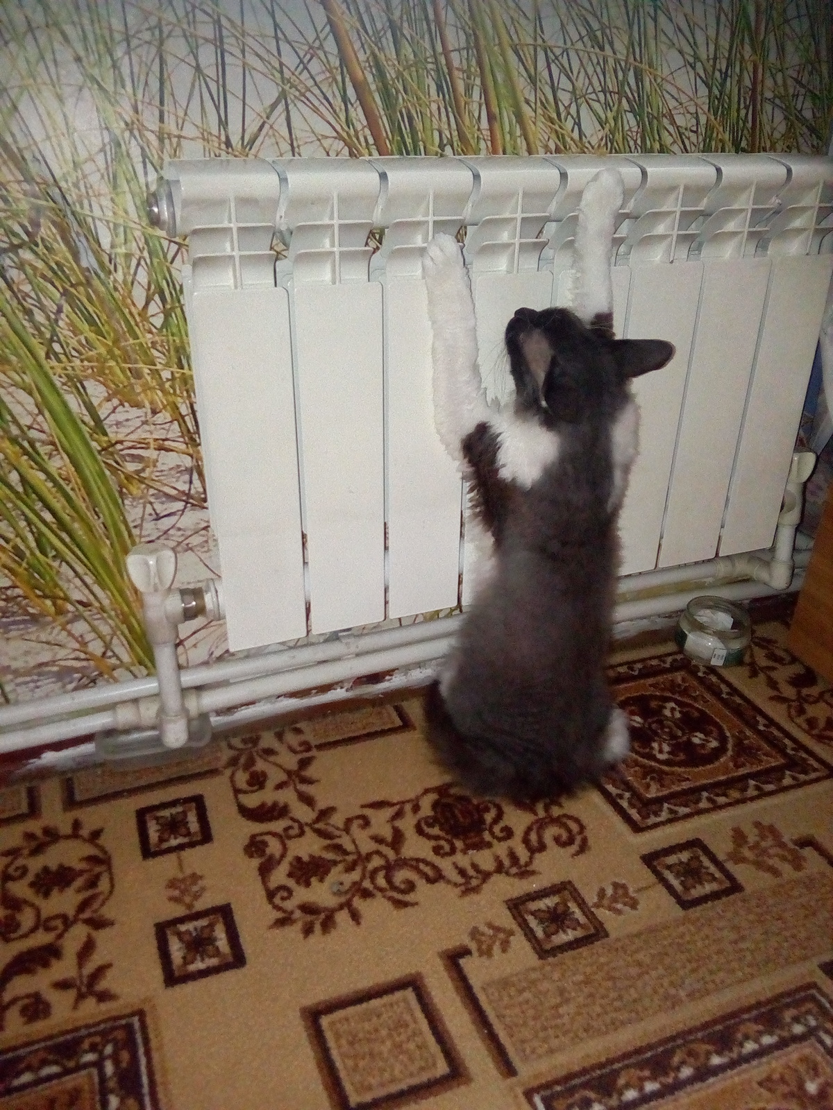 Waiting for warmth - My, cat, Pets, Paws, 