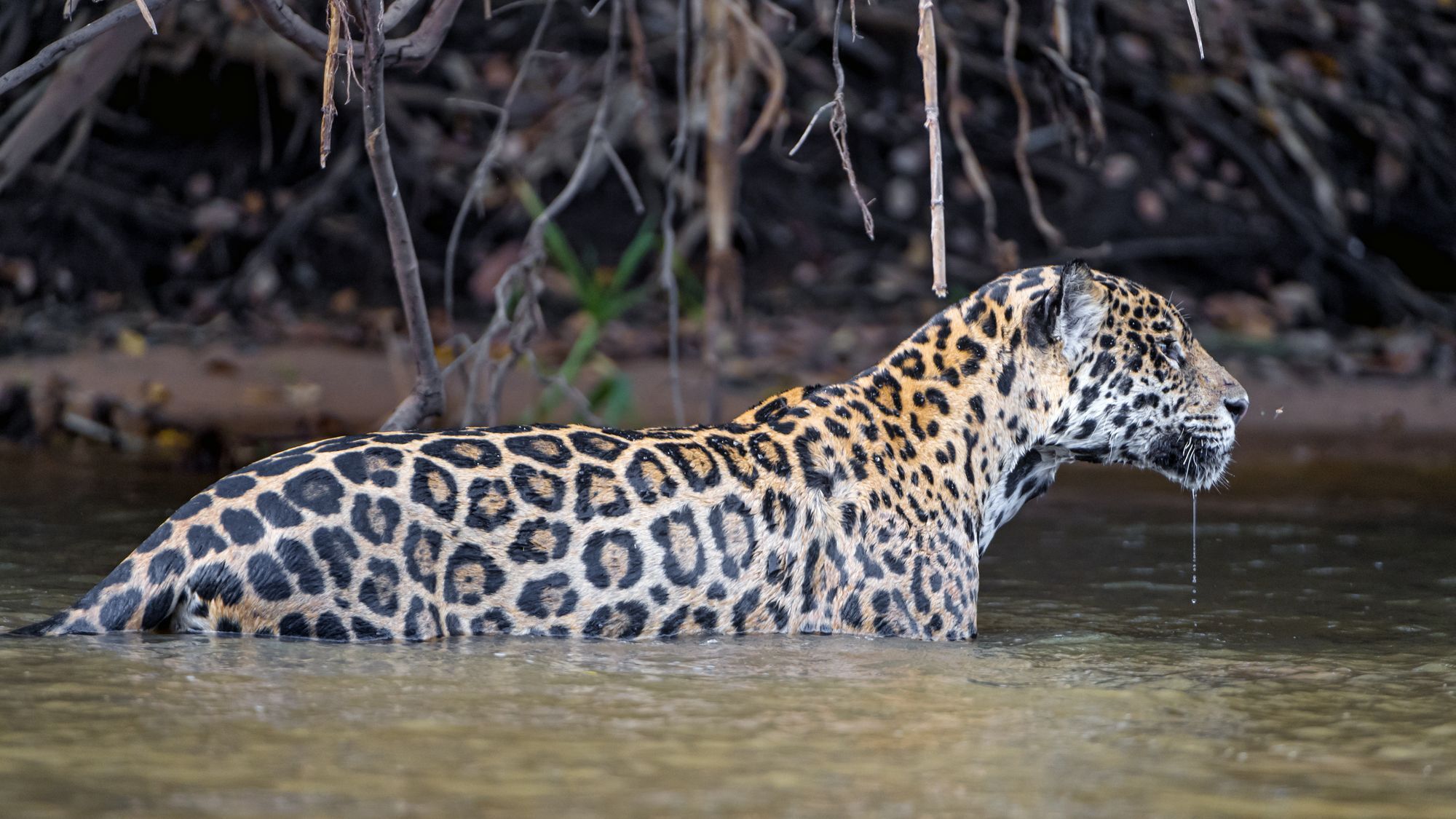 Female jaguar with cubs - Jaguar, Young, Big cats, Cat family, Predatory animals, Wild animals, wildlife, Brazil, South America, The photo, Longpost, River, 