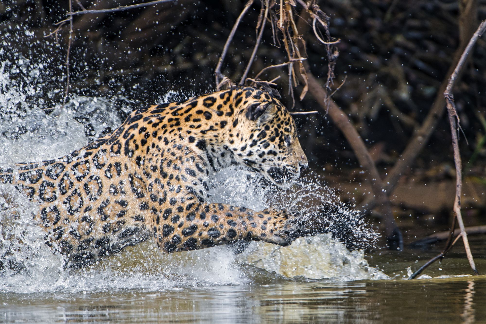 Female jaguar with cubs - Jaguar, Young, Big cats, Cat family, Predatory animals, Wild animals, wildlife, Brazil, South America, The photo, Longpost, River, 