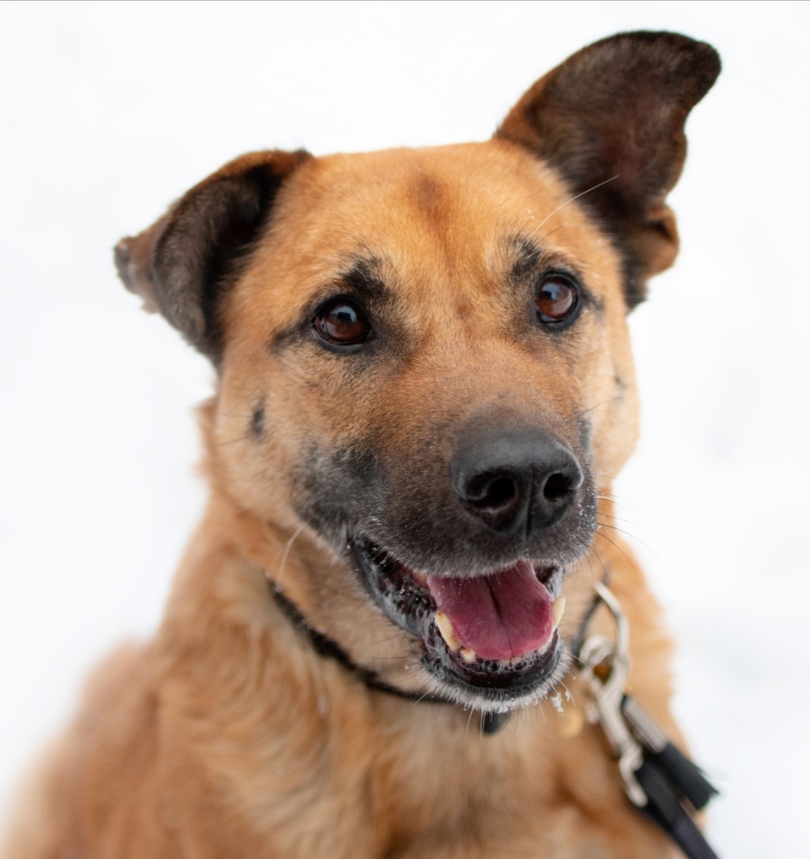 Camelina. Dog without a chance - Homeless animals, In good hands, Helping animals, Animal shelter, Animal Rescue, Help, Veterinary, Longpost, Dog, No rating, 