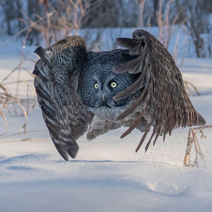 Big Ugh - Owl, Winter, Birds, The photo, 