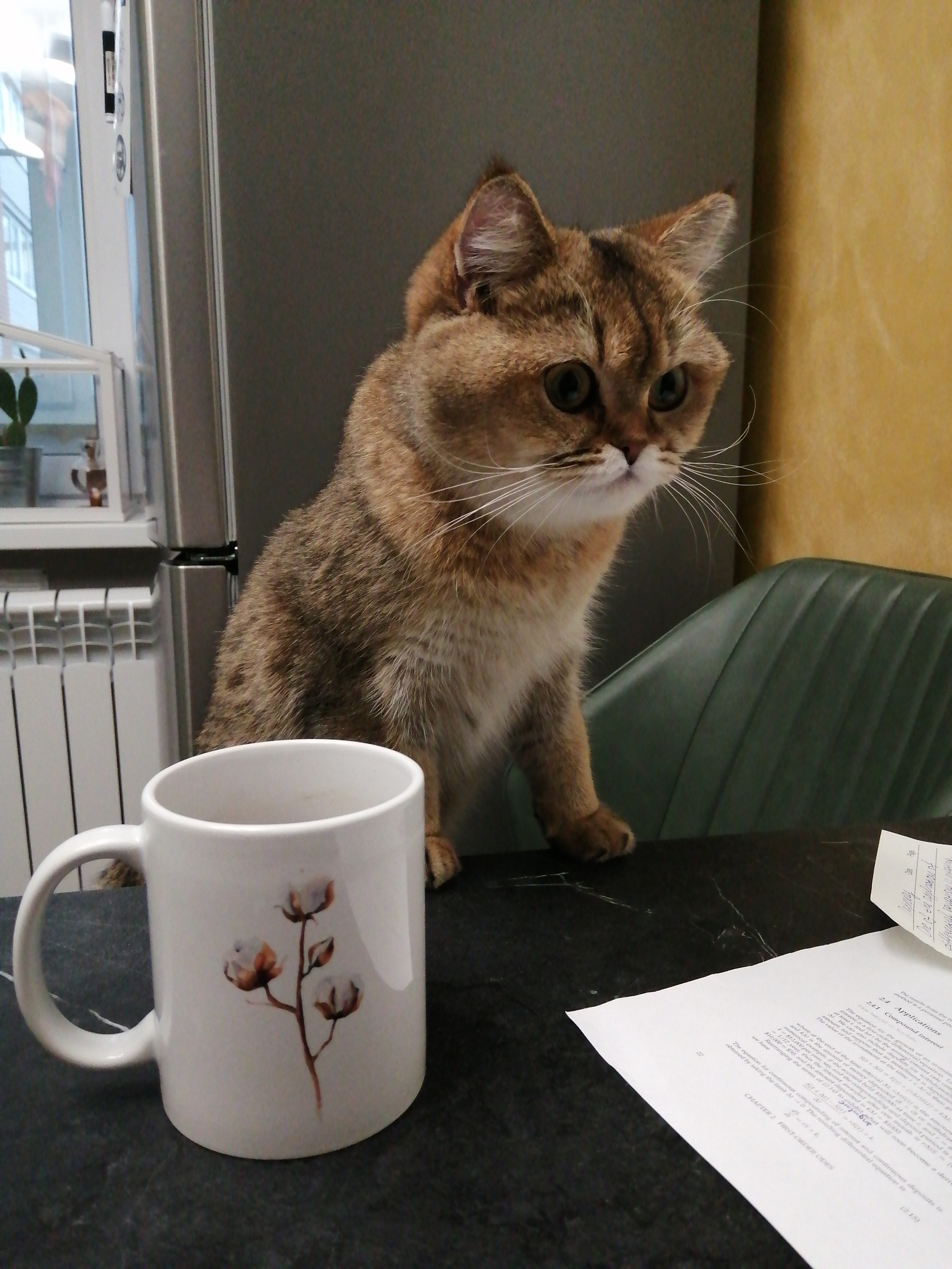 Meeting - My, Milota, Kus, cat, British Golden Chinchilla, Paws, , The photo