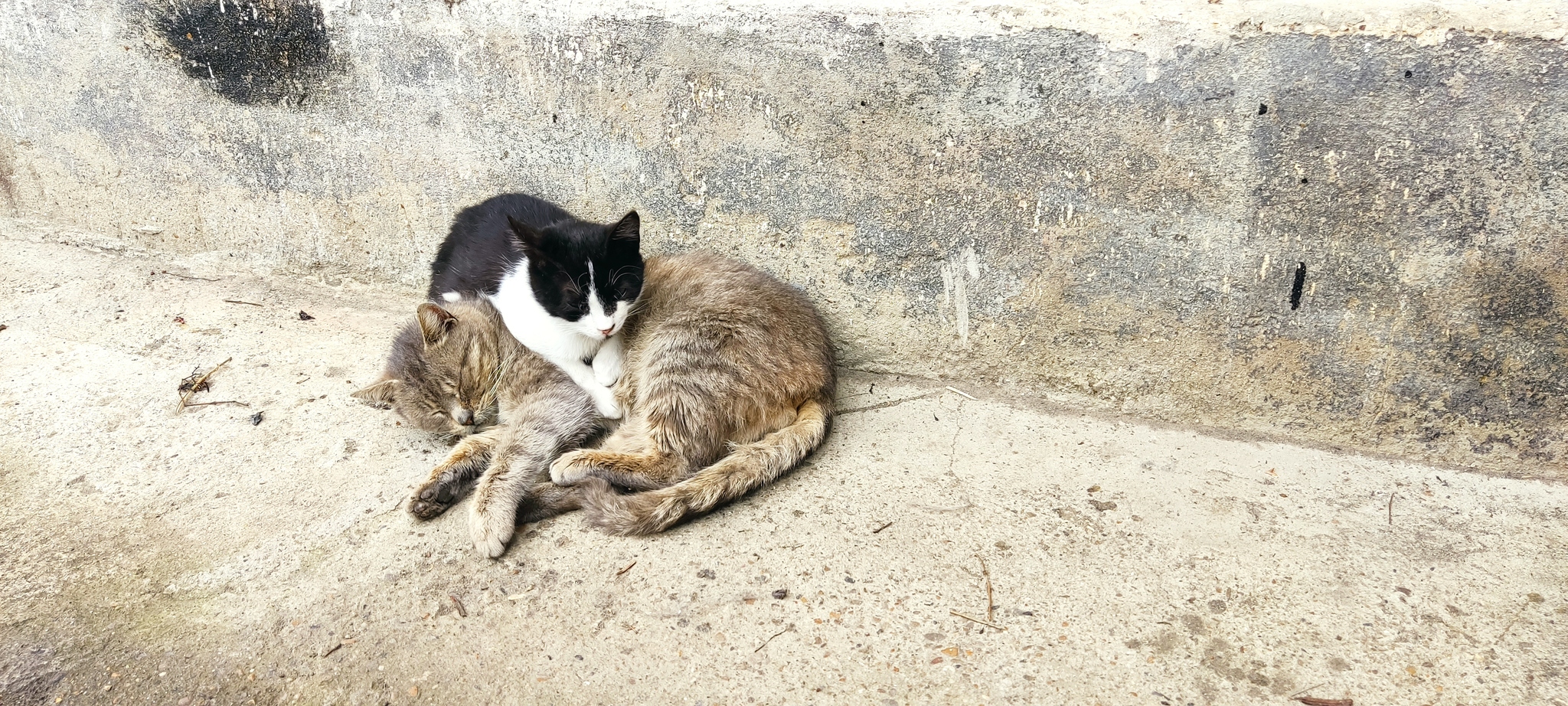 Warmer together - My, cat, Soap dish, 