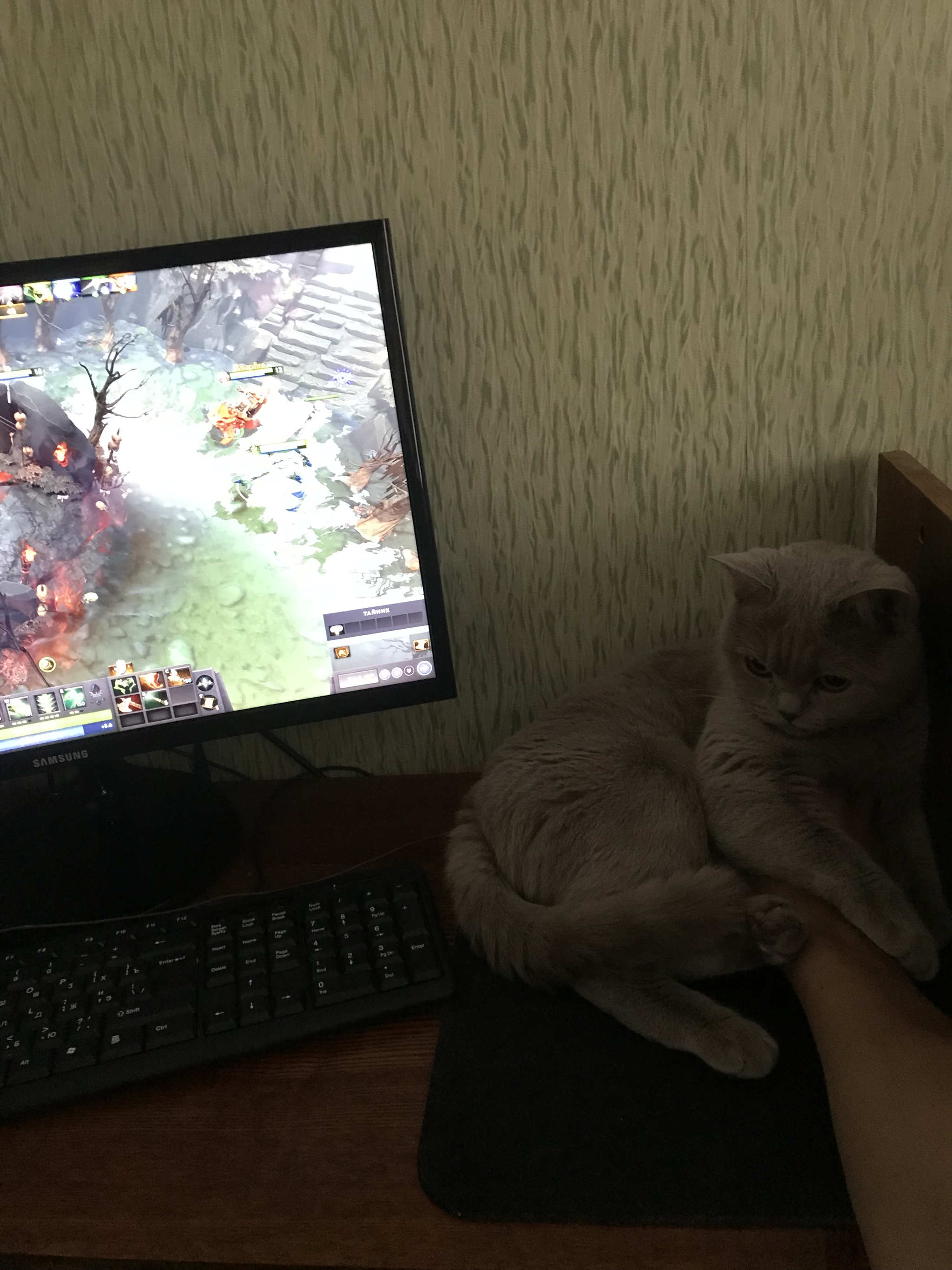 Ответ на пост «Удобно там, где неудобно» - Моё, Dota, Кот, Ответ на пост, 