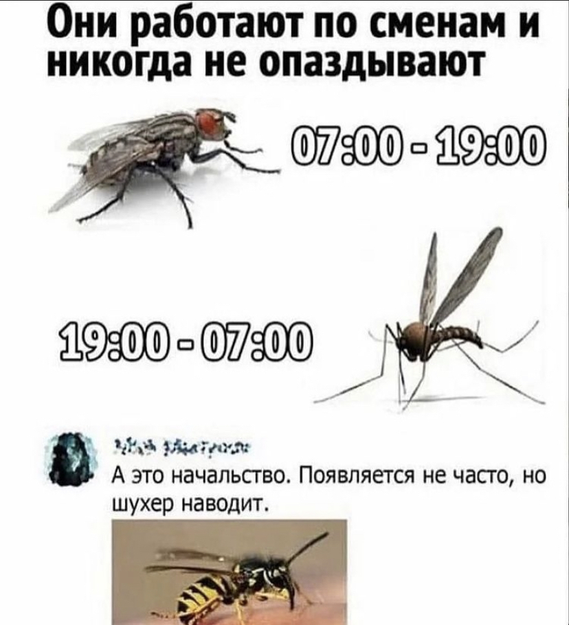 But really!) - Memes, Муха, Mosquitoes, Wasp, Insects, Picture with text, Humor, , Repeat