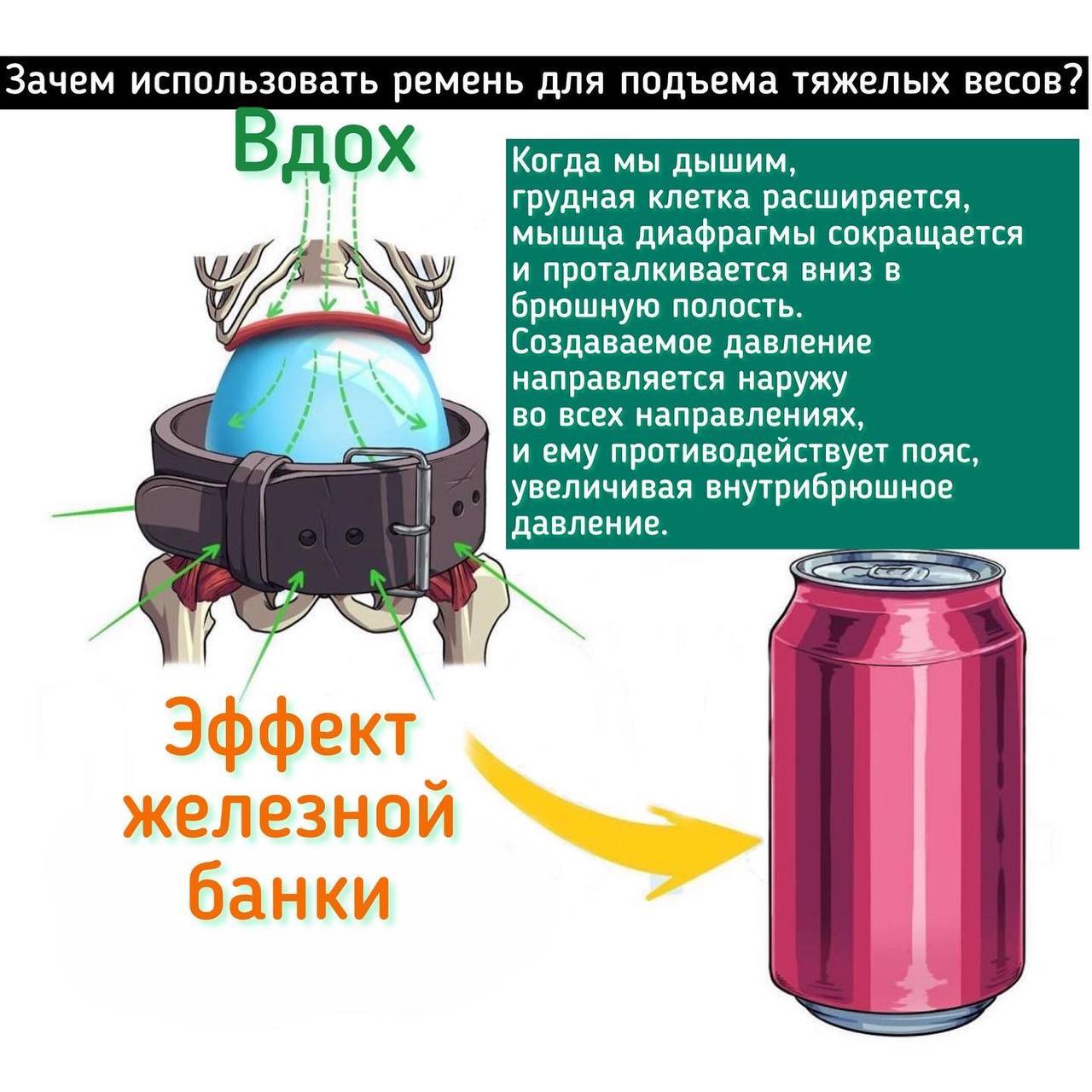 Популярно объясняю зачем надевать пояс в качалке, или зачем нужна диафрагма  | Пикабу