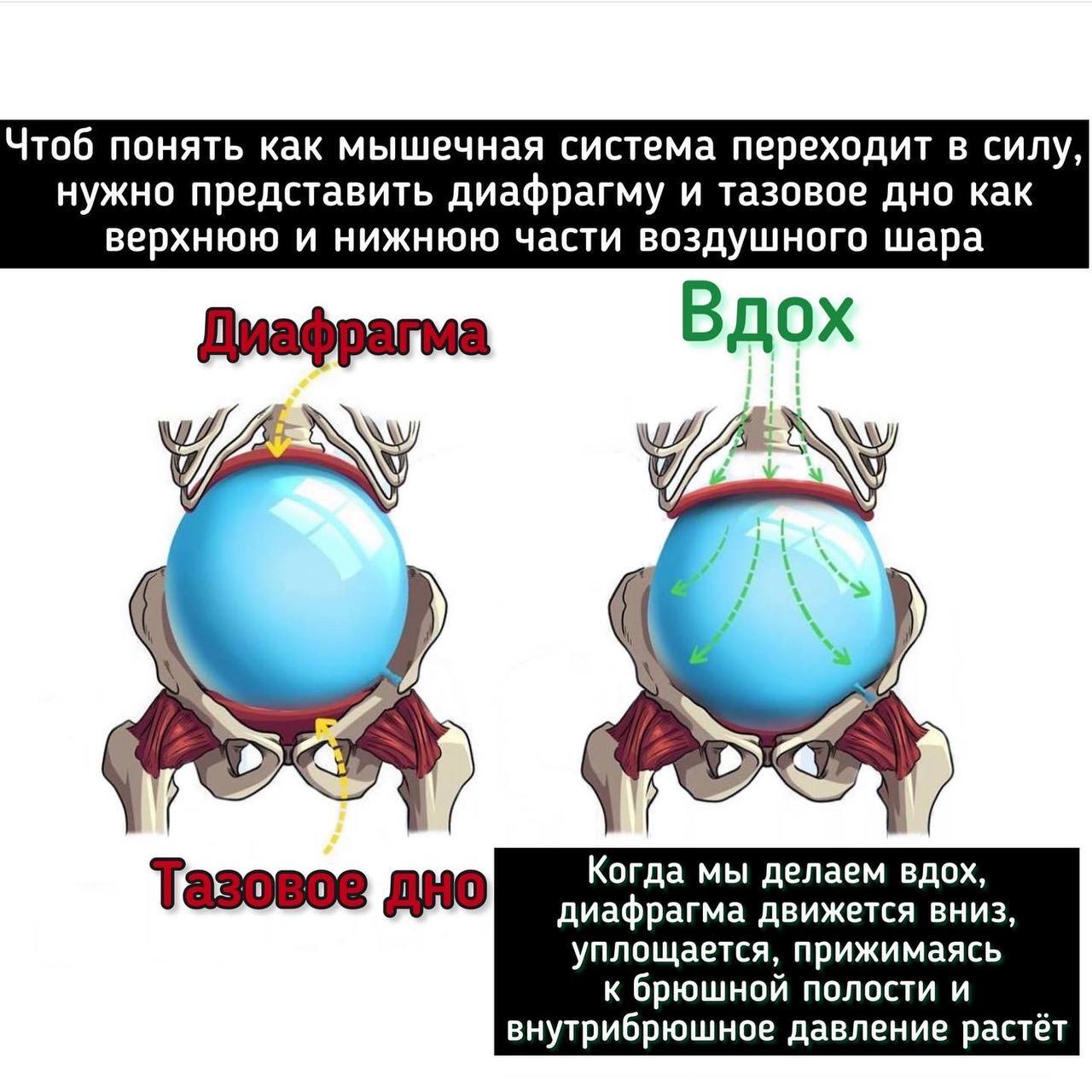 Популярно объясняю зачем надевать пояс в качалке, или зачем нужна диафрагма  | Пикабу