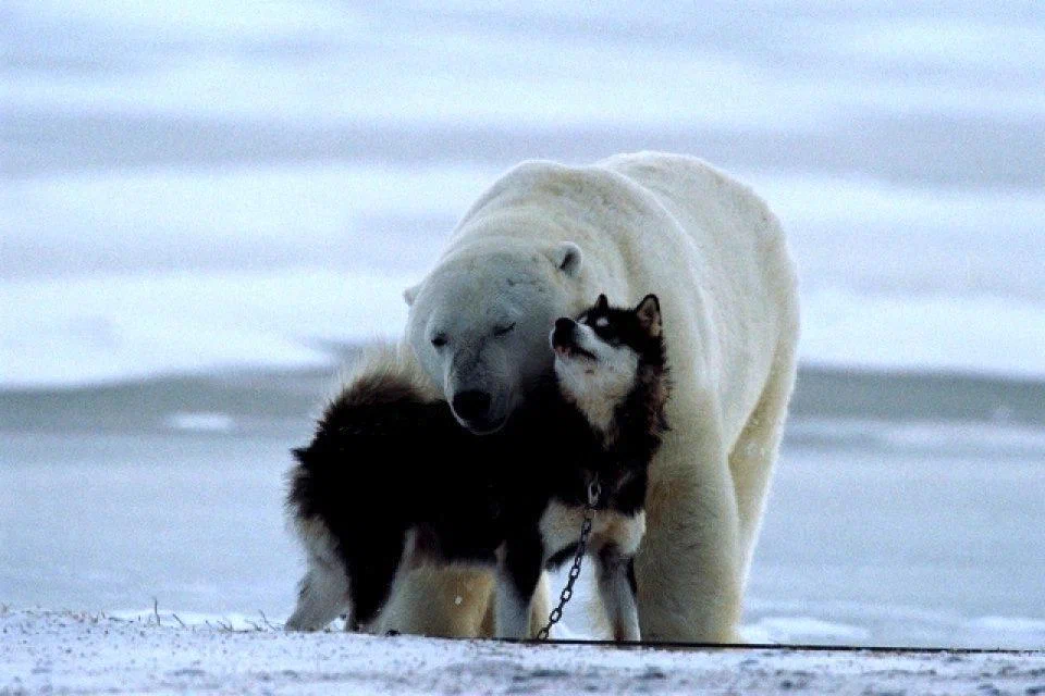 Sled dogs: In the summer, they do not feed to get food on their own. What are the unique features of this category of dogs? - Dog sled, Dog, Animal book, Yandex Zen, Video, Youtube, Longpost, 